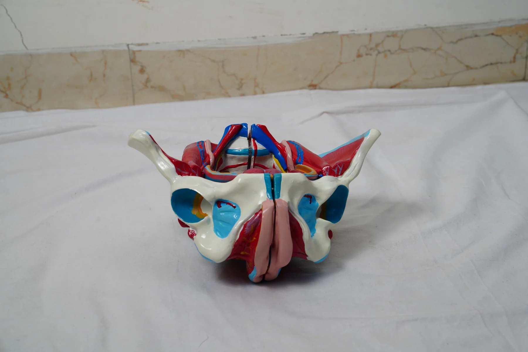 Female Pelvis Model thumbnail 3