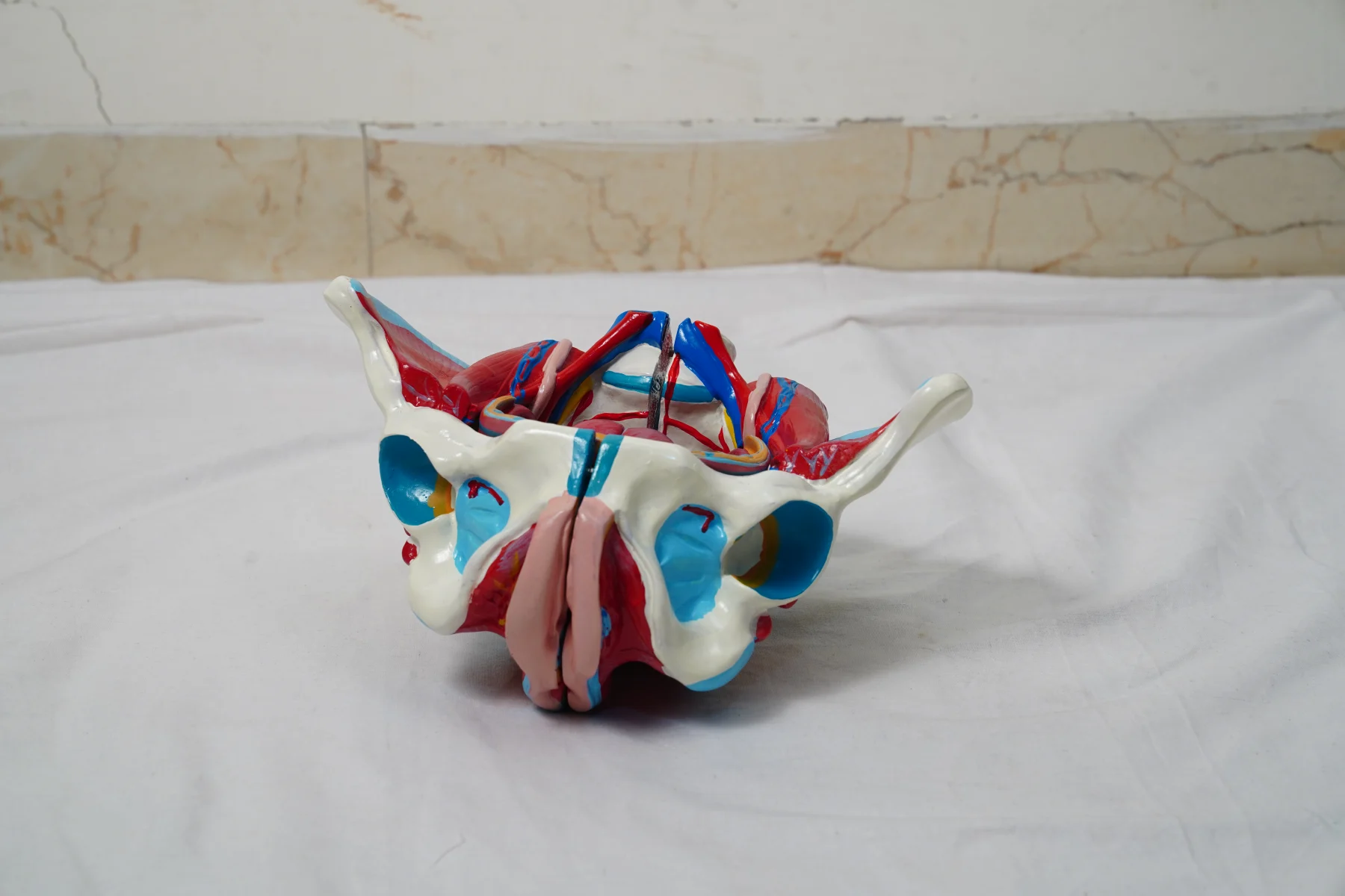Female Pelvis Model thumbnail 2