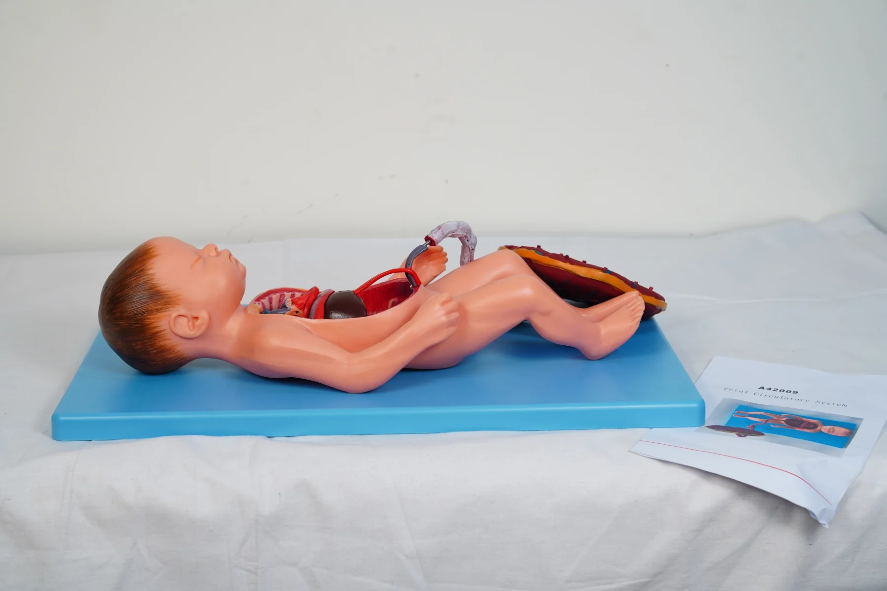 Fetal Circulatory System thumbnail 6