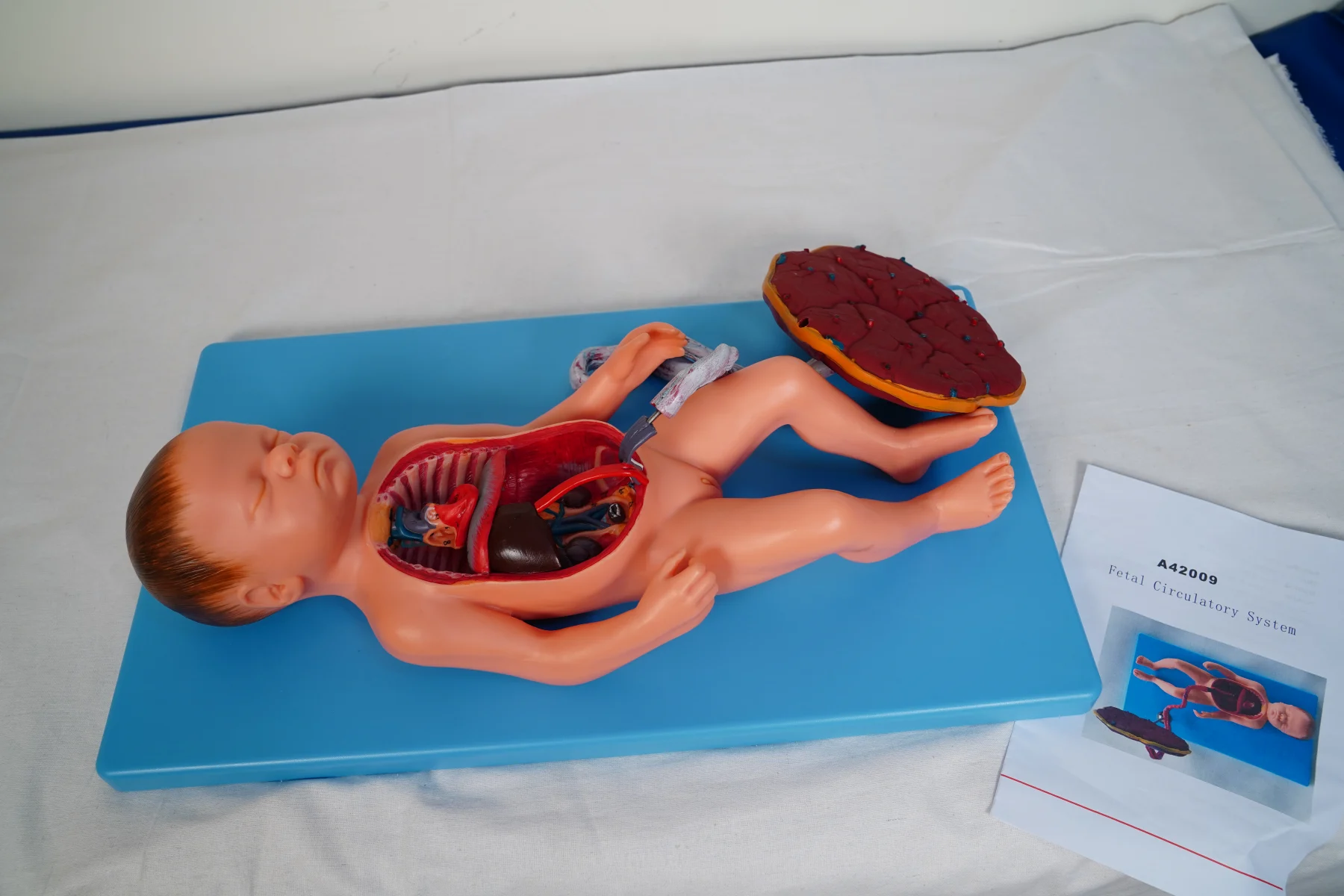 Fetal Circulatory System