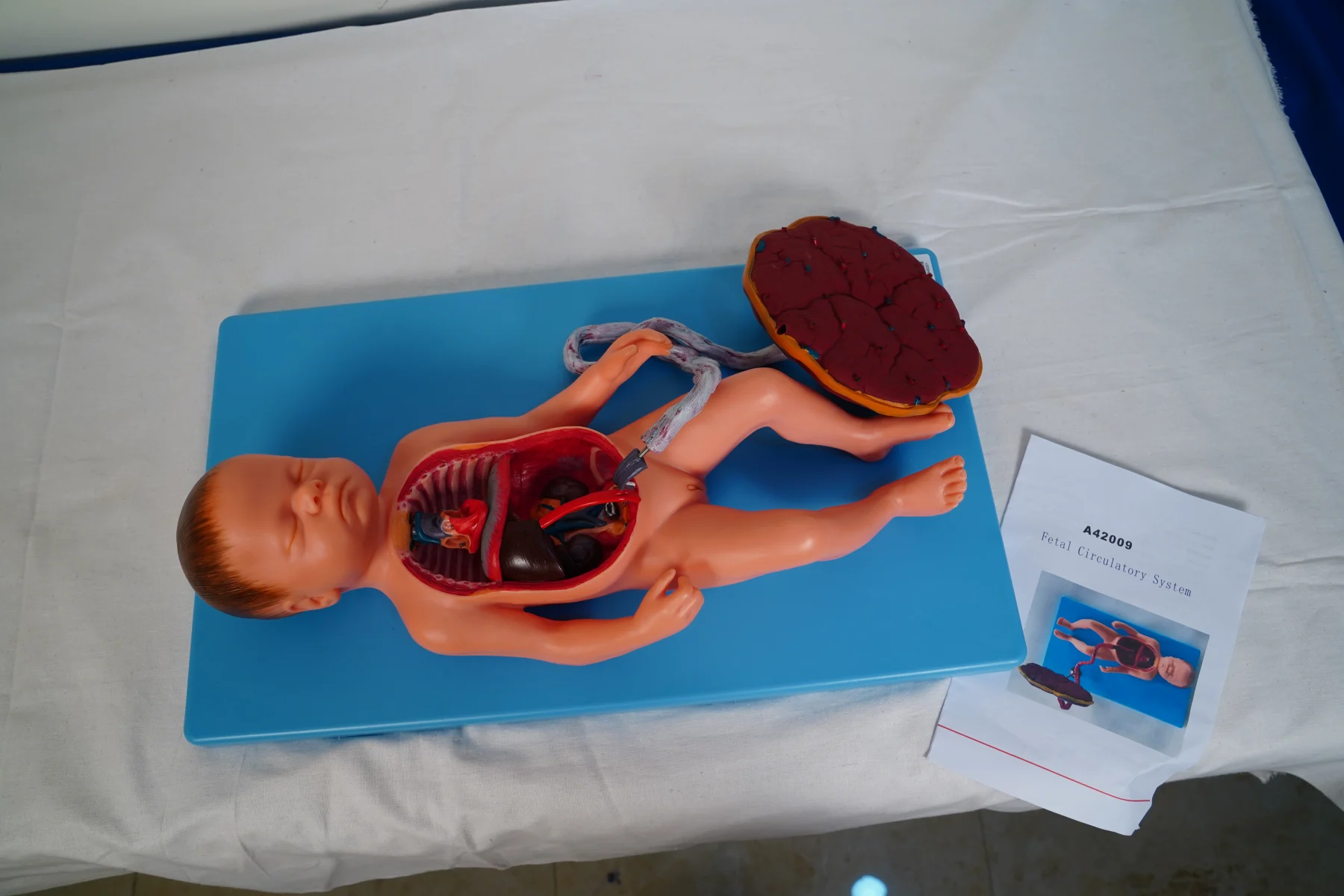 Fetal Circulatory System thumbnail 2