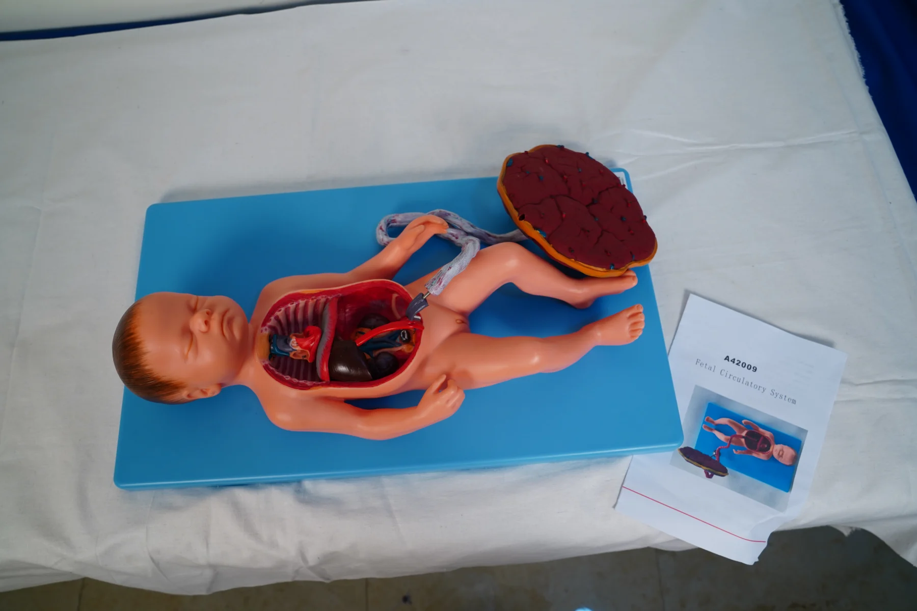 Fetal Circulatory System thumbnail 3