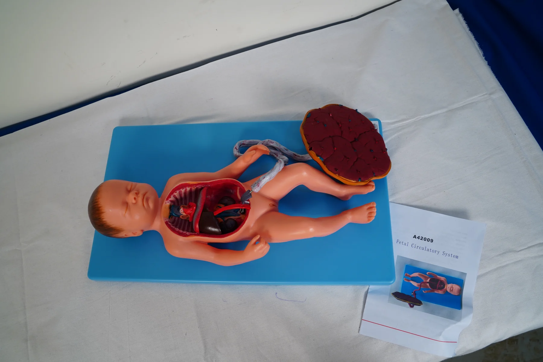 Fetal Circulatory System thumbnail 4