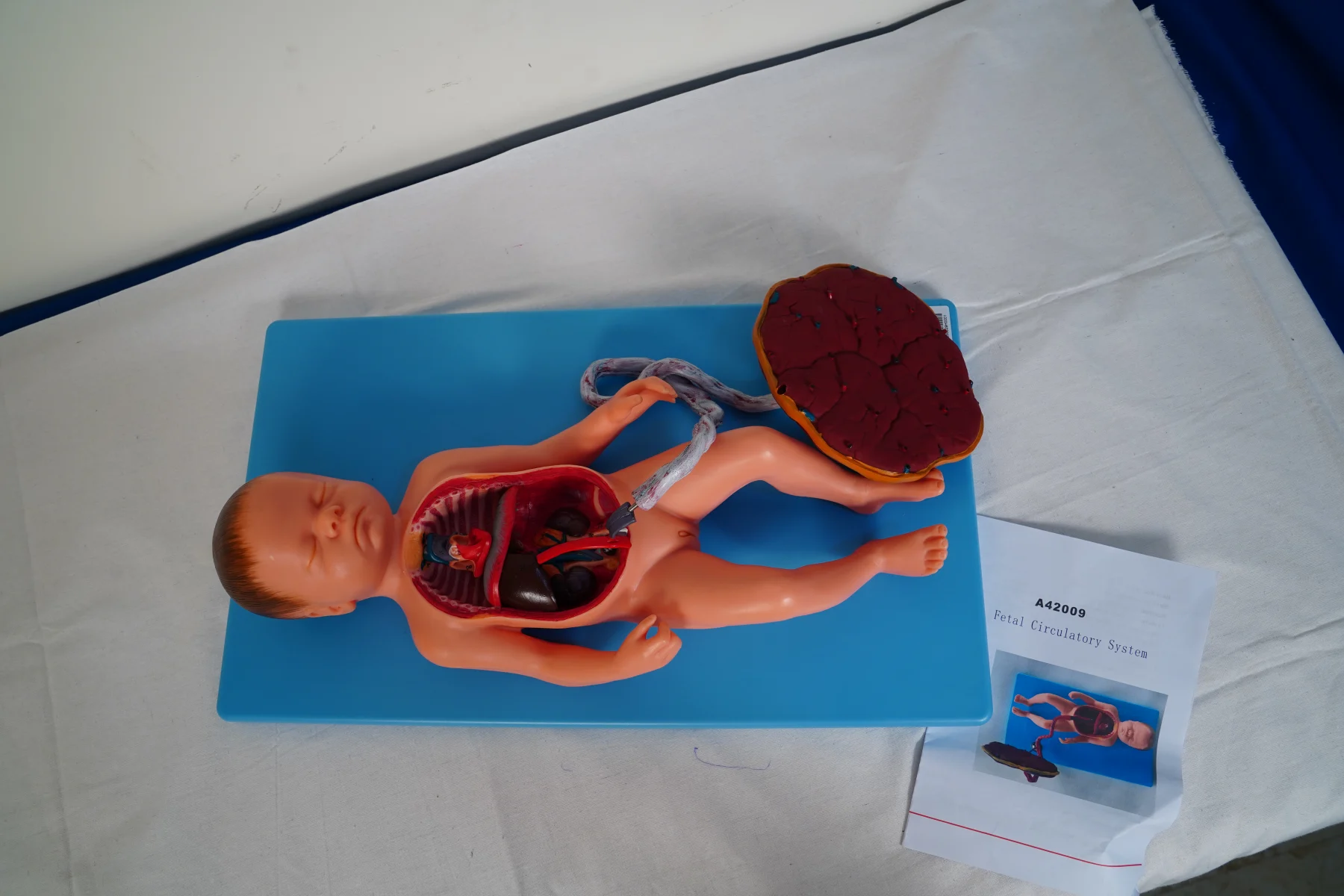 Fetal Circulatory System thumbnail 5