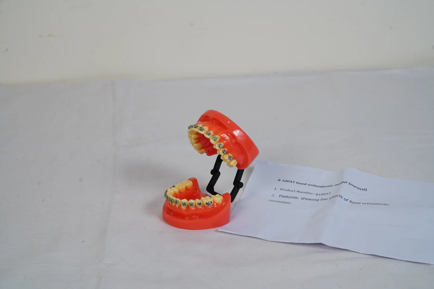 Fixed Orthodontic Model Normal thumbnail 4