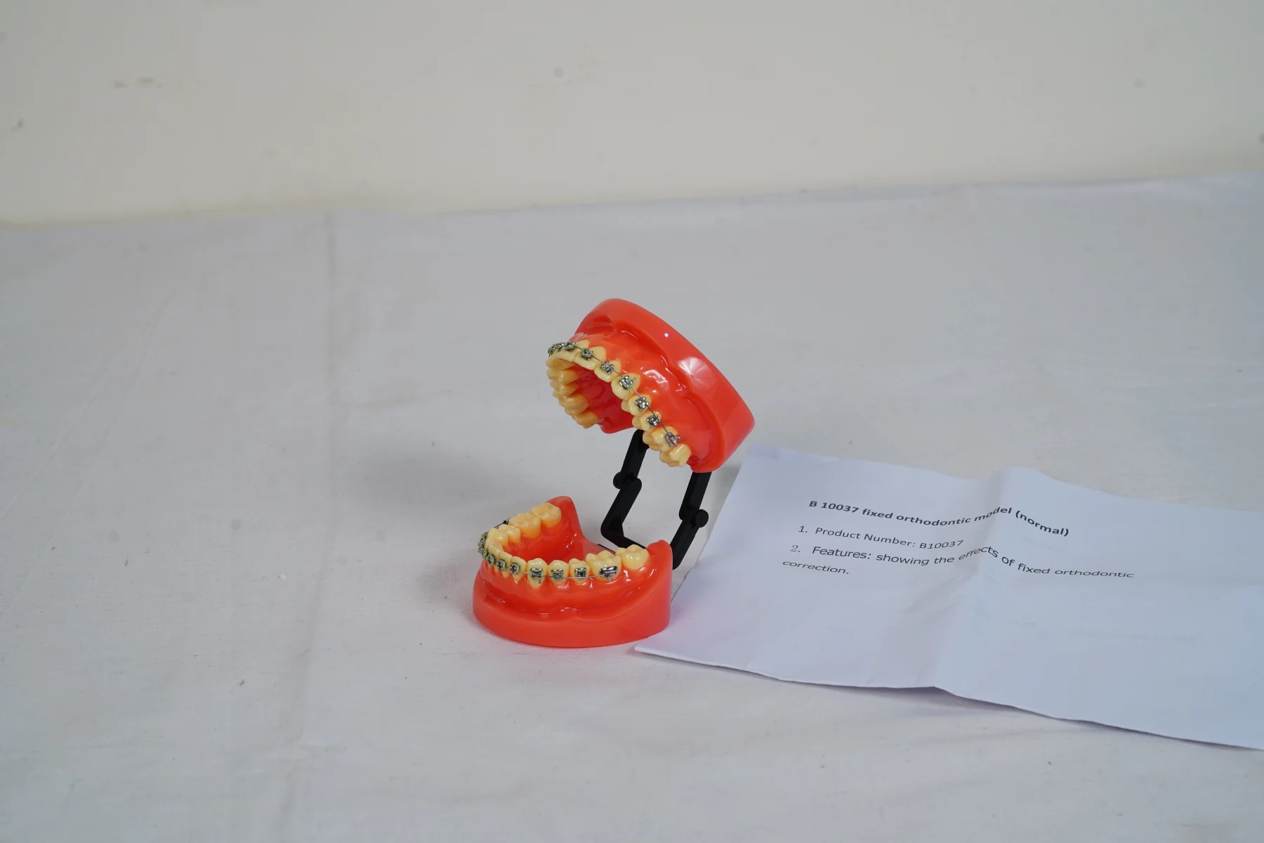 Fixed Orthodontic Model Normal