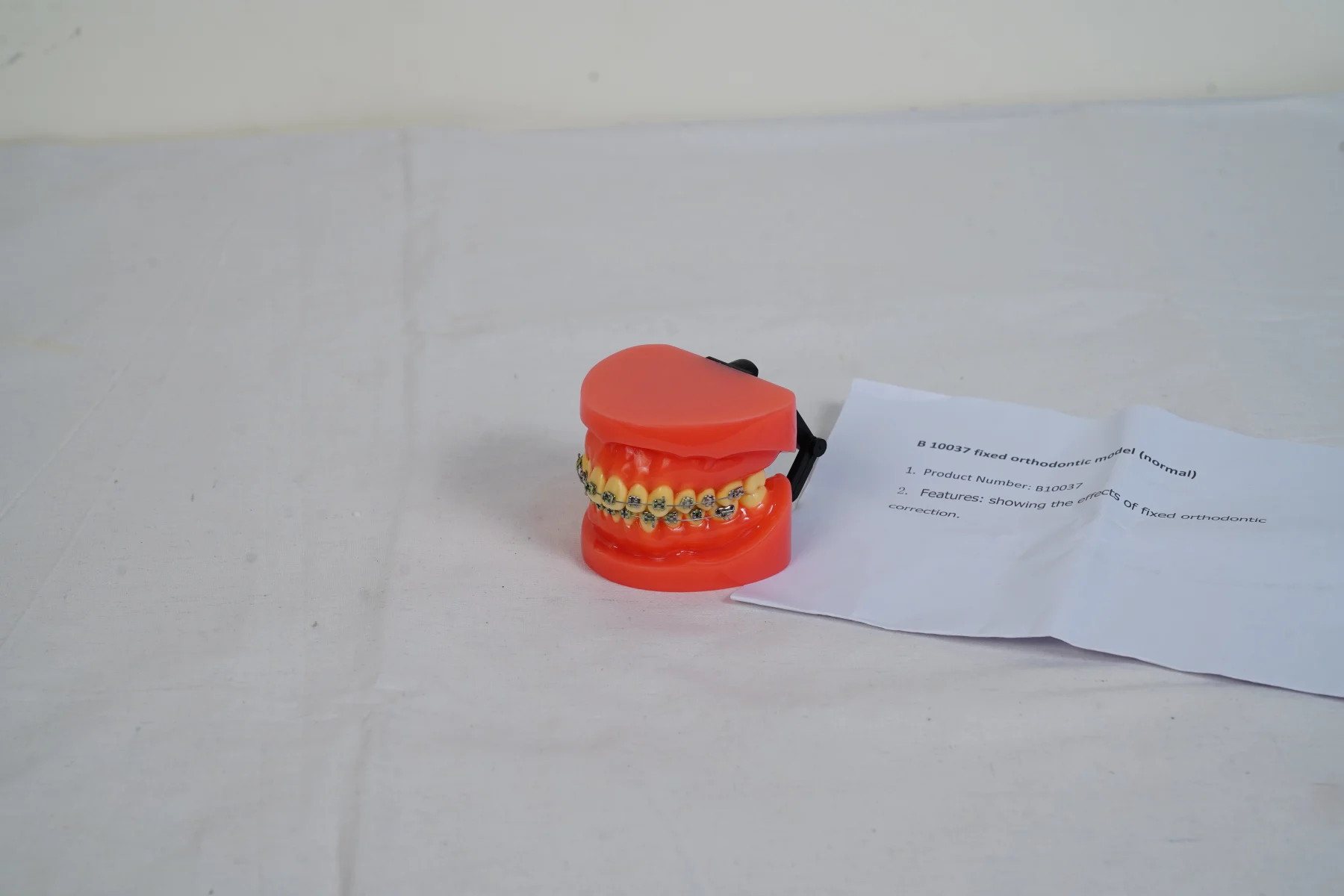 Fixed Orthodontic Model Normal thumbnail 2