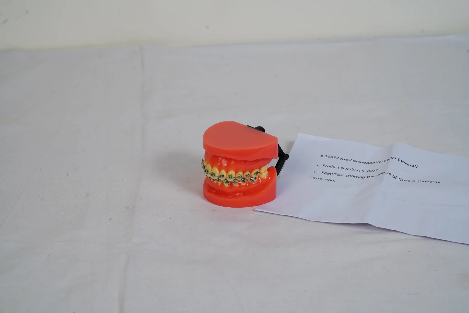 Fixed Orthodontic Model Normal thumbnail 3