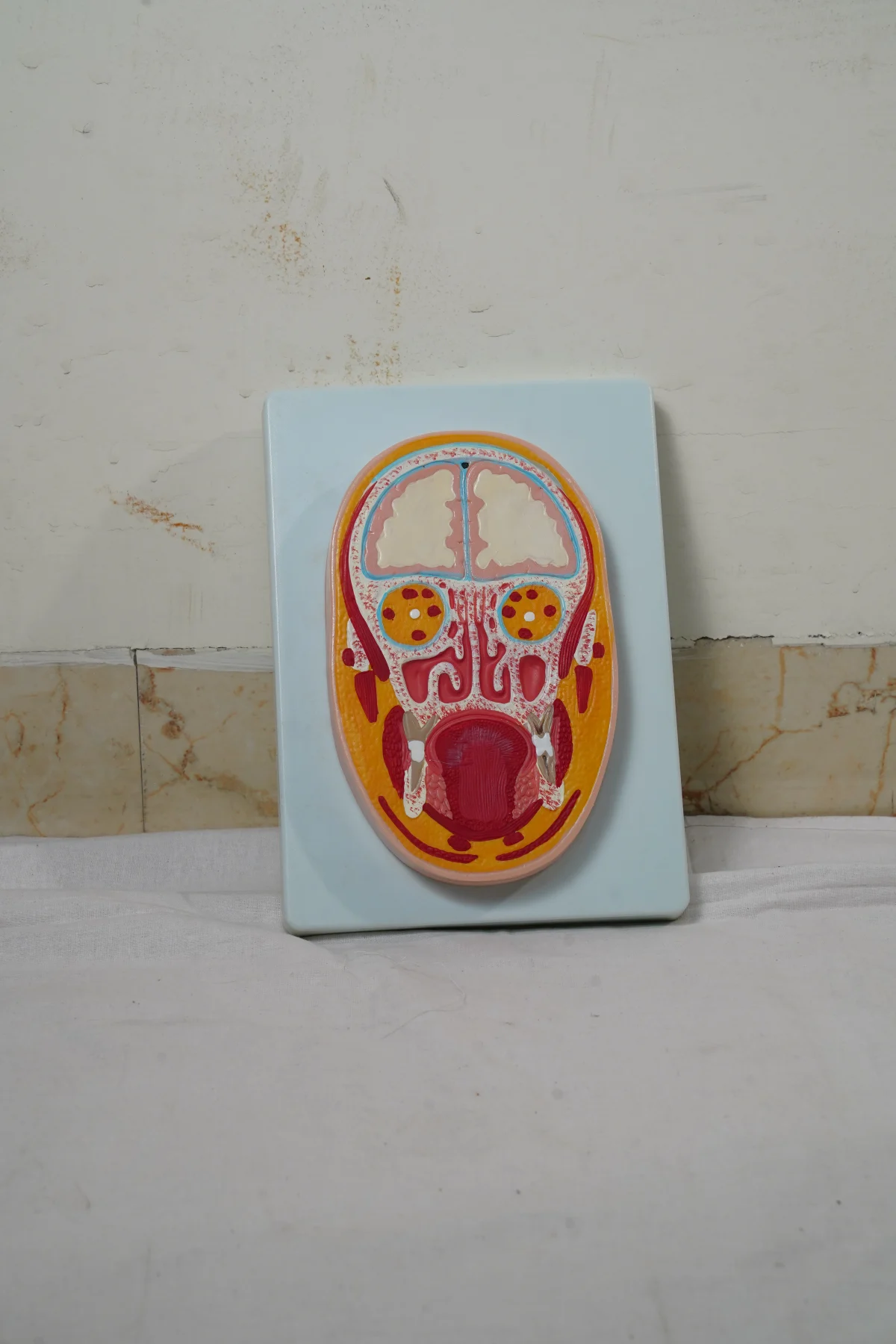 Frontal Section of The Head thumbnail 3
