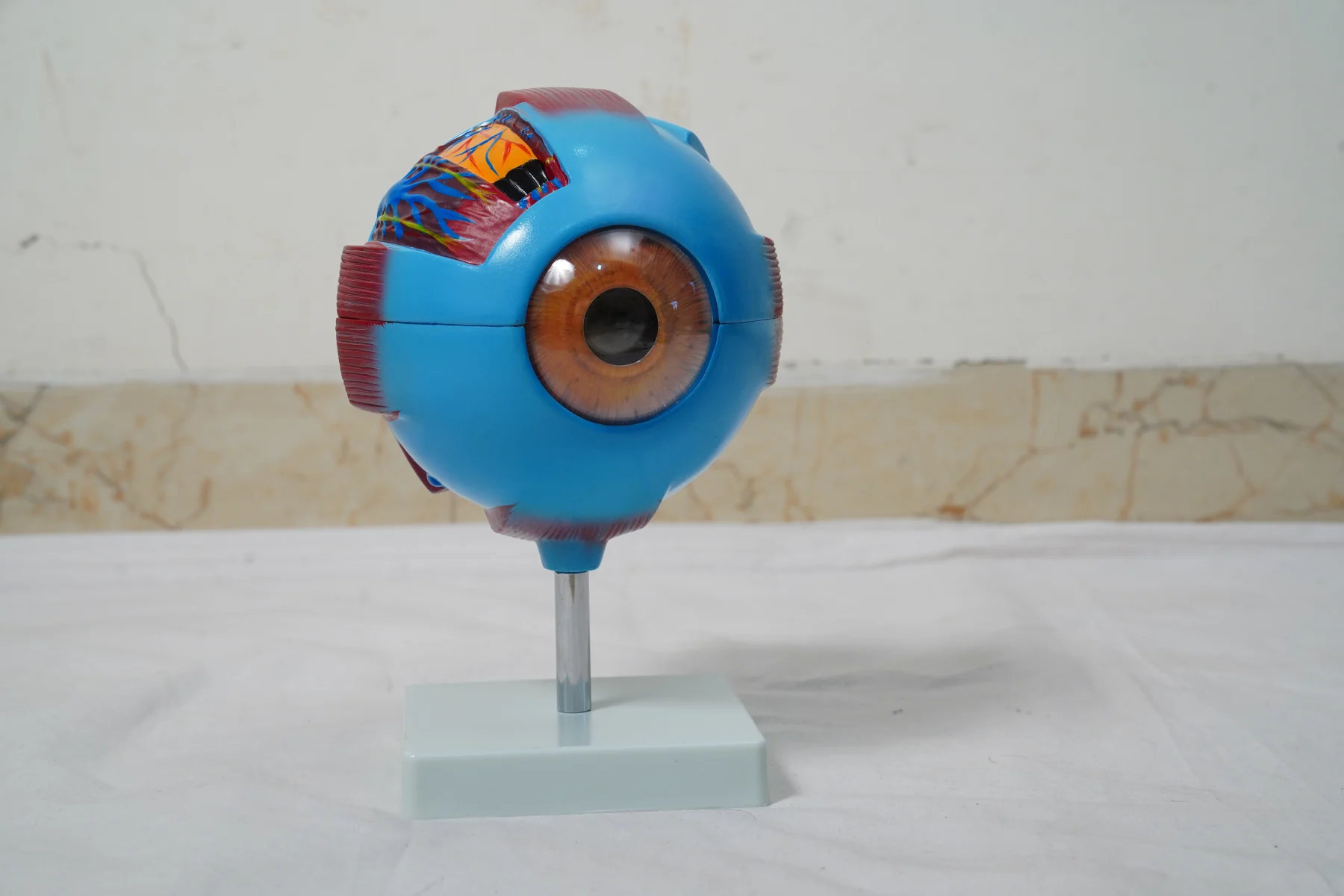 Giant Eye Model thumbnail 6