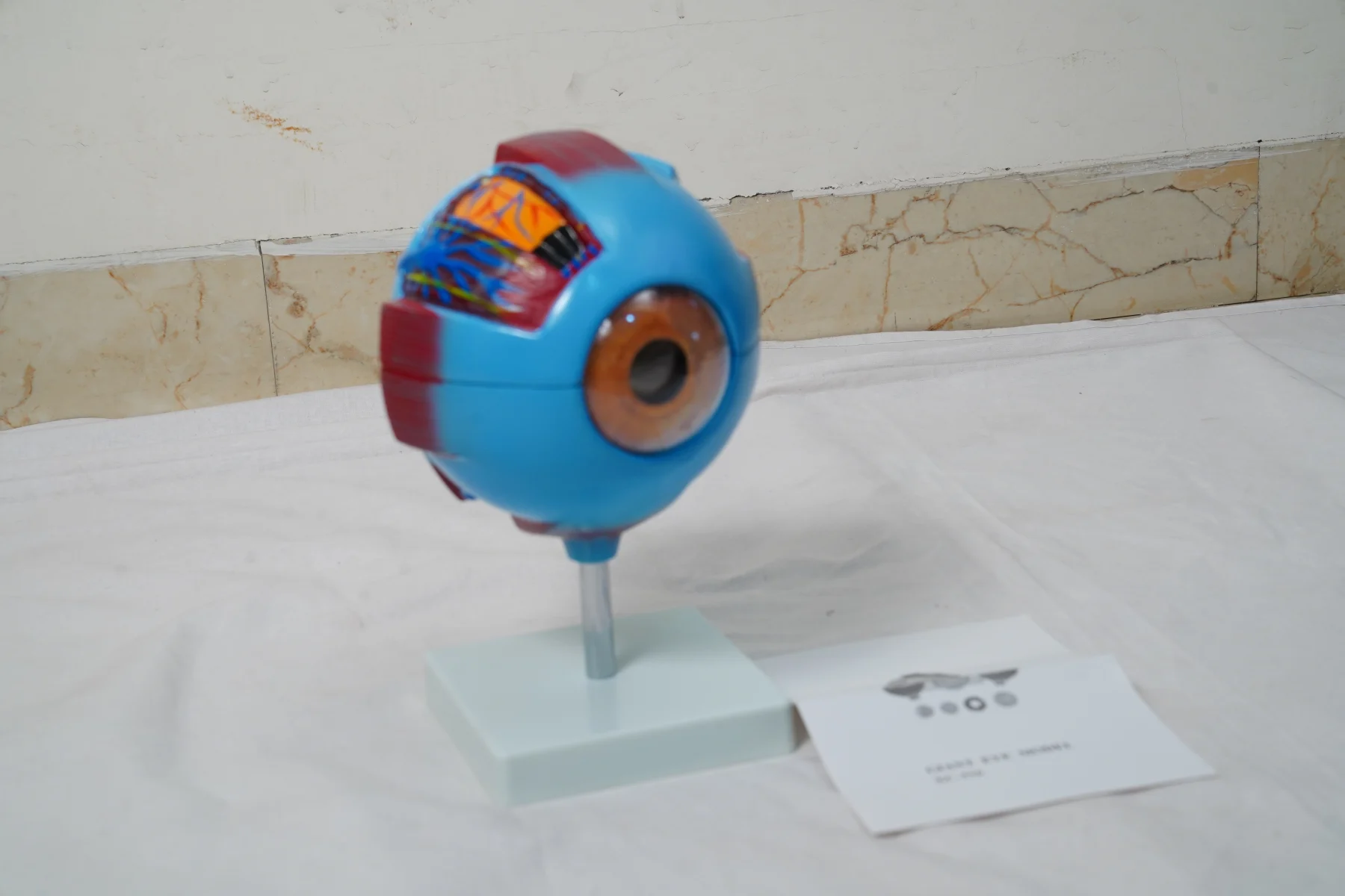 Giant Eye Model
