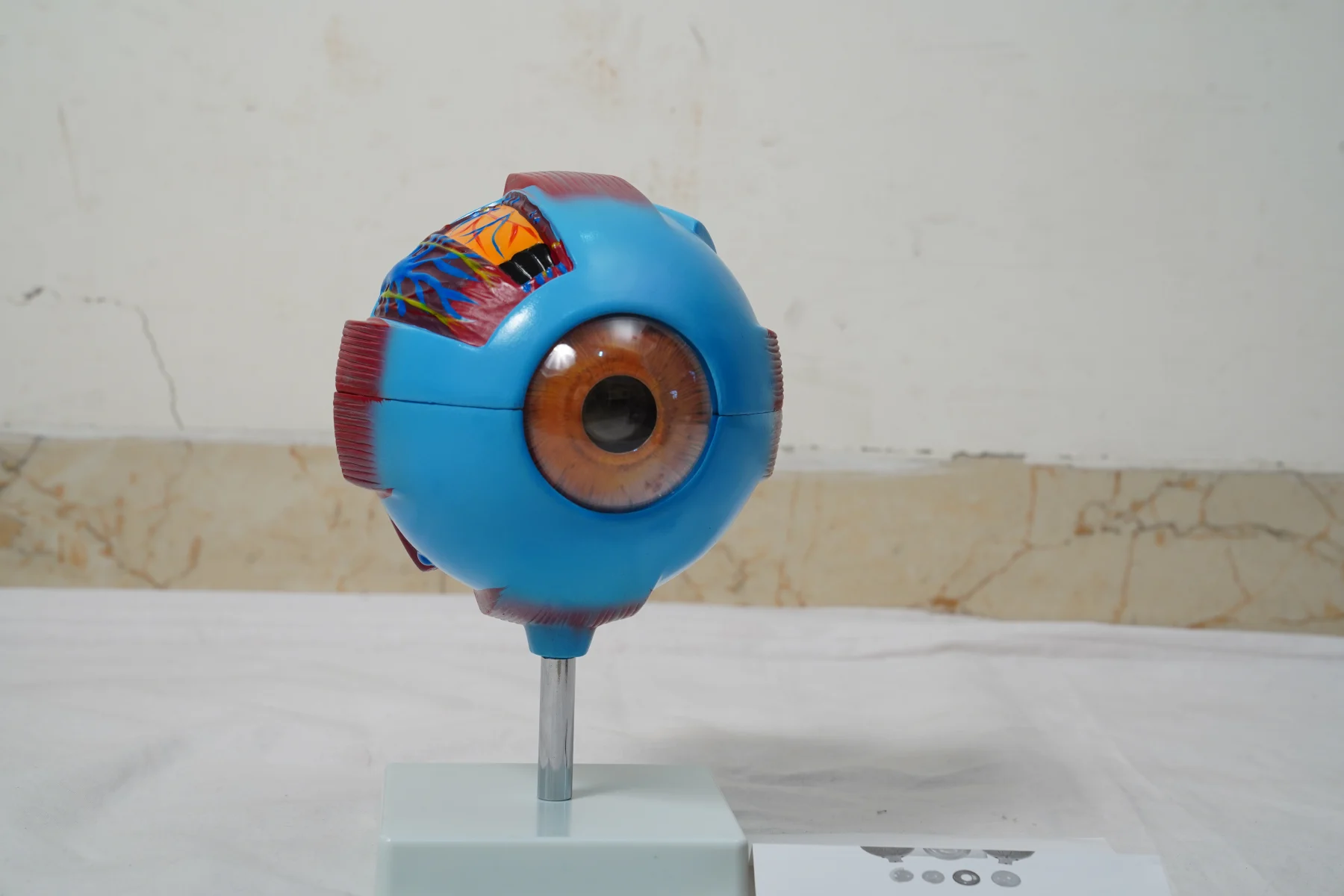 Giant Eye Model thumbnail 2