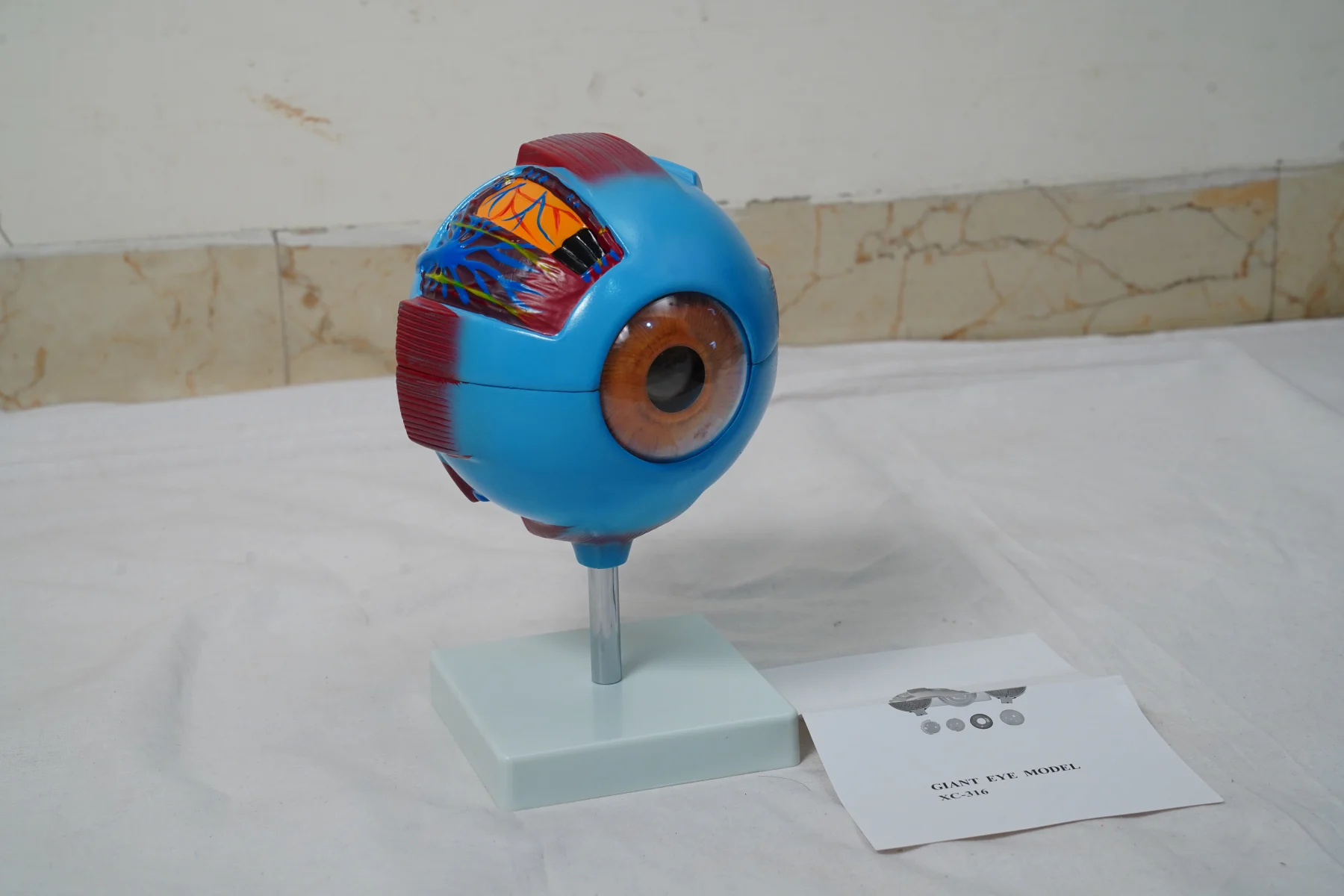 Giant Eye Model thumbnail 3