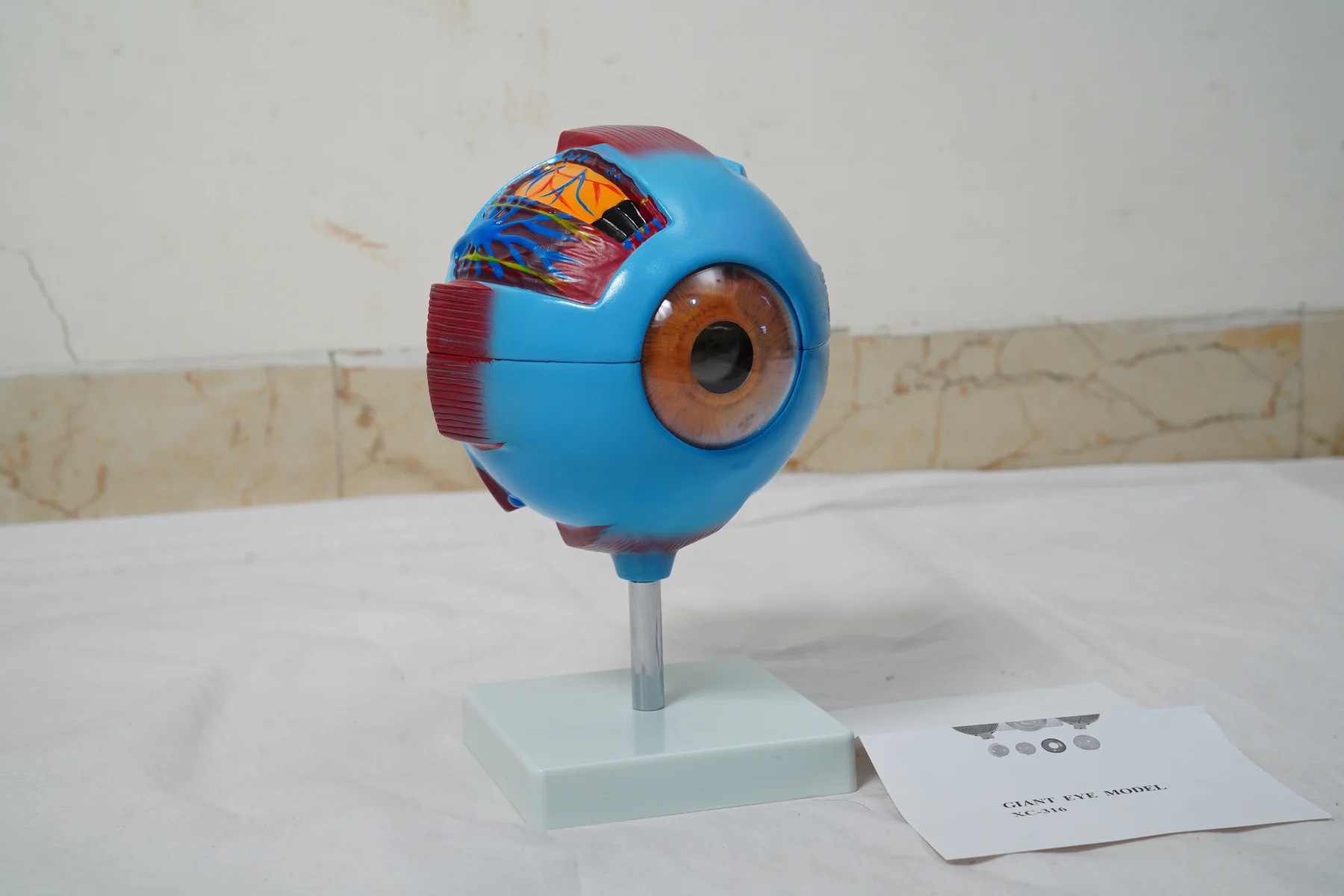 Giant Eye Model thumbnail 4