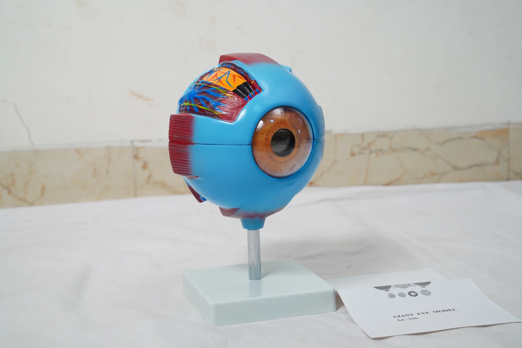 Giant Eye Model thumbnail 5