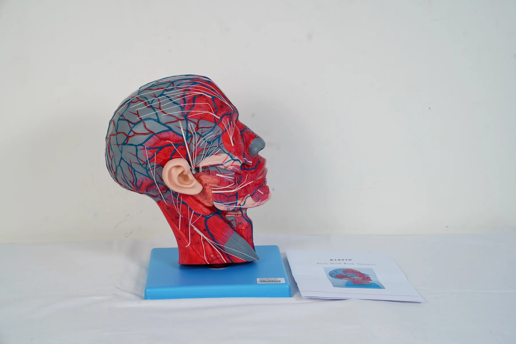 Half Head With Vessels thumbnail 5