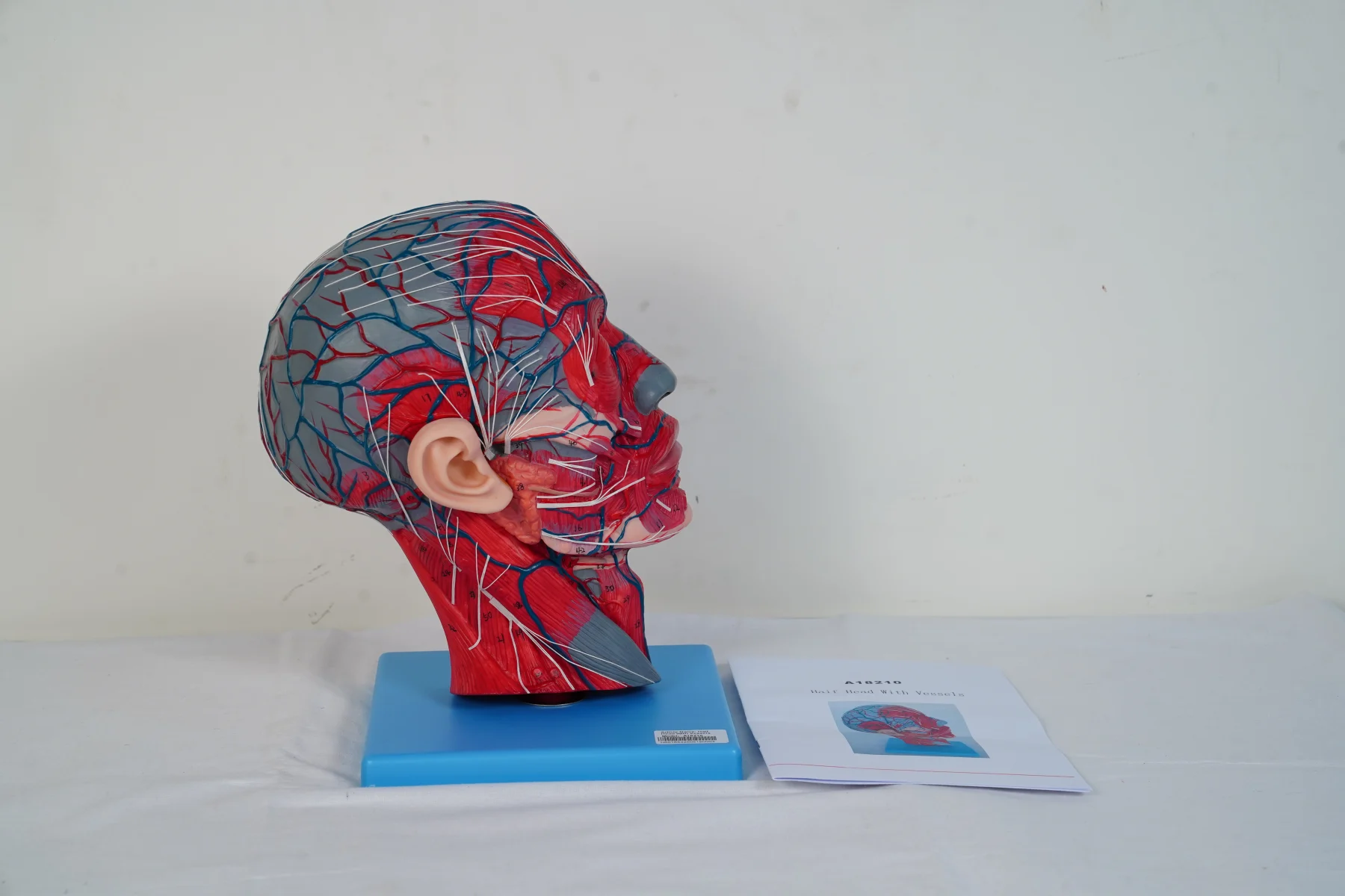 Half Head With Vessels