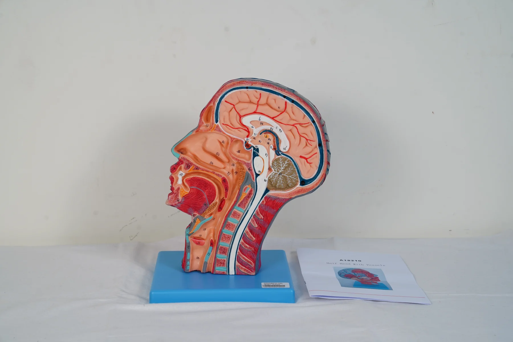 Half Head With Vessels thumbnail 3