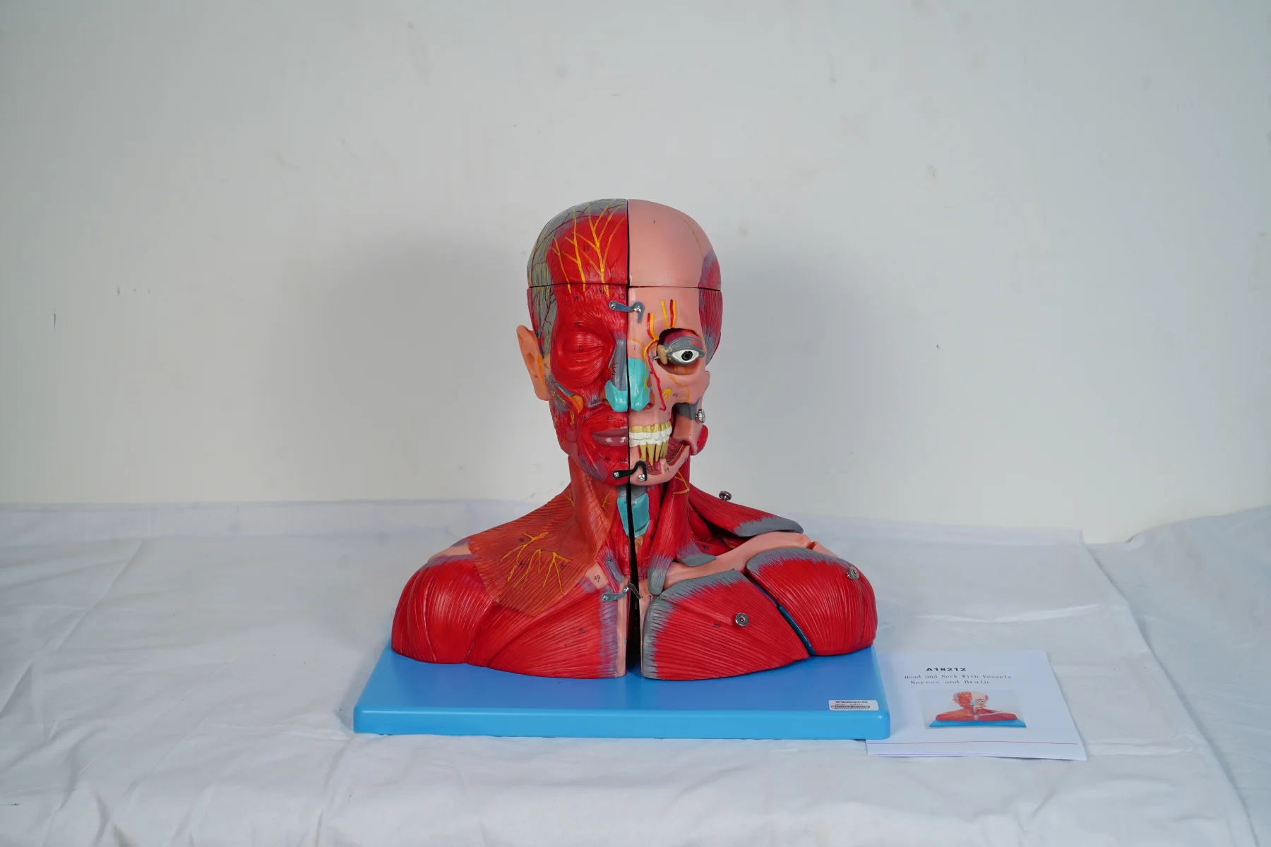 Head and Neck With Vessels Nerves and Brain thumbnail 8