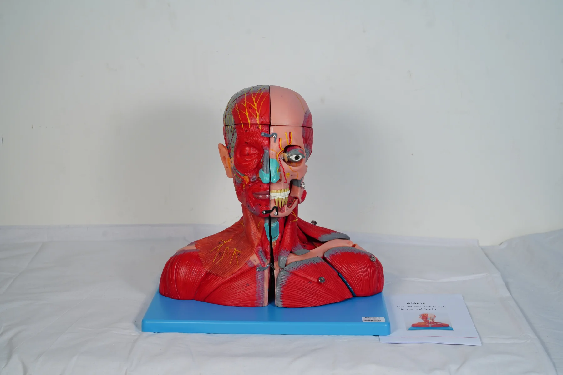 Head and Neck With Vessels Nerves and Brain