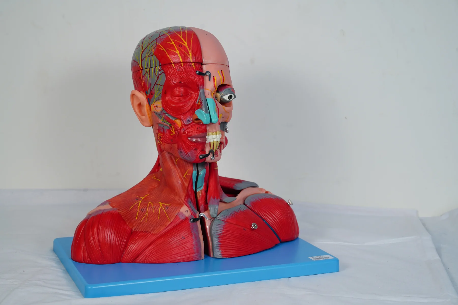 Head and Neck With Vessels Nerves and Brain thumbnail 2