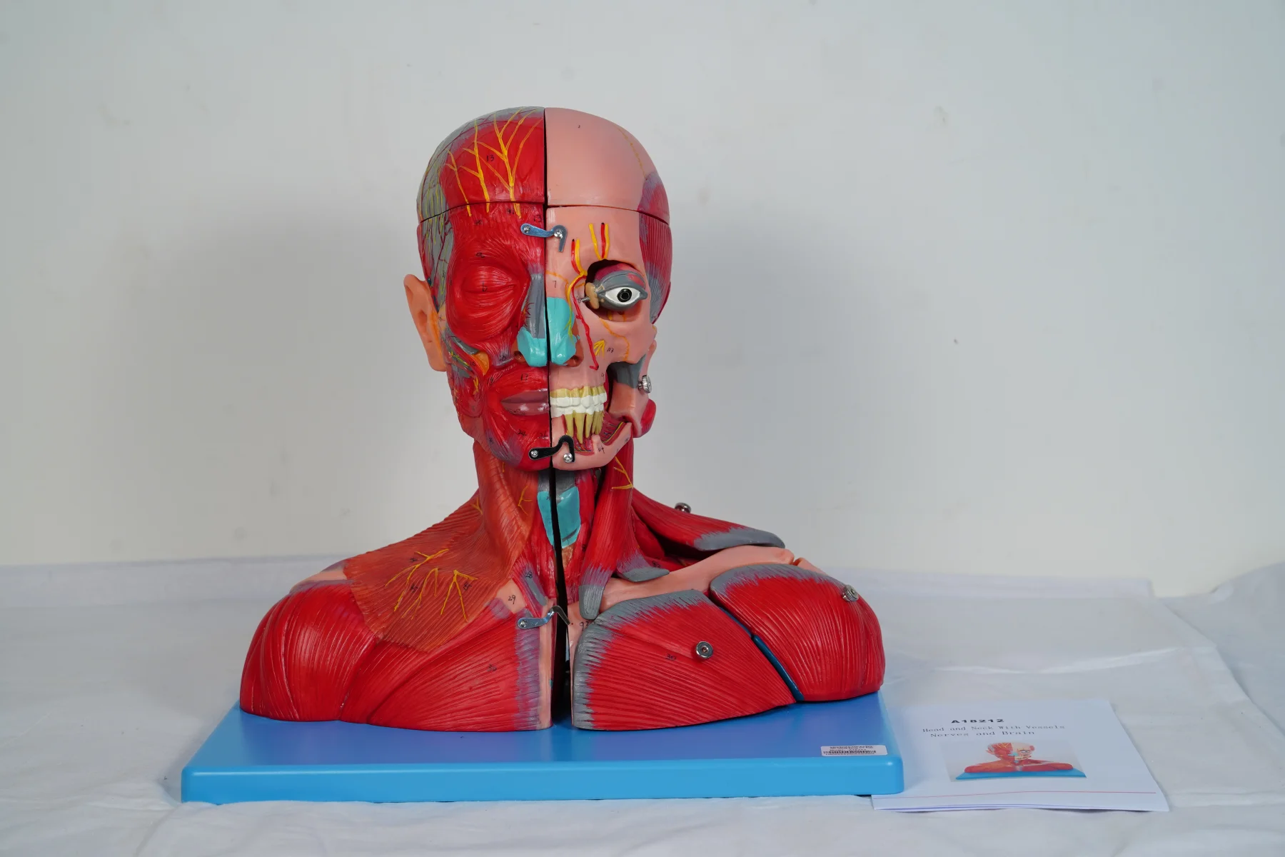 Head and Neck With Vessels Nerves and Brain thumbnail 3