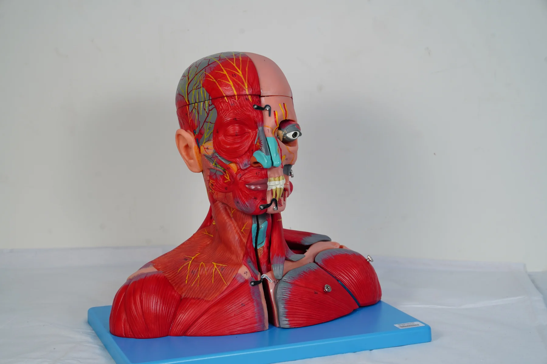Head and Neck With Vessels Nerves and Brain thumbnail 4