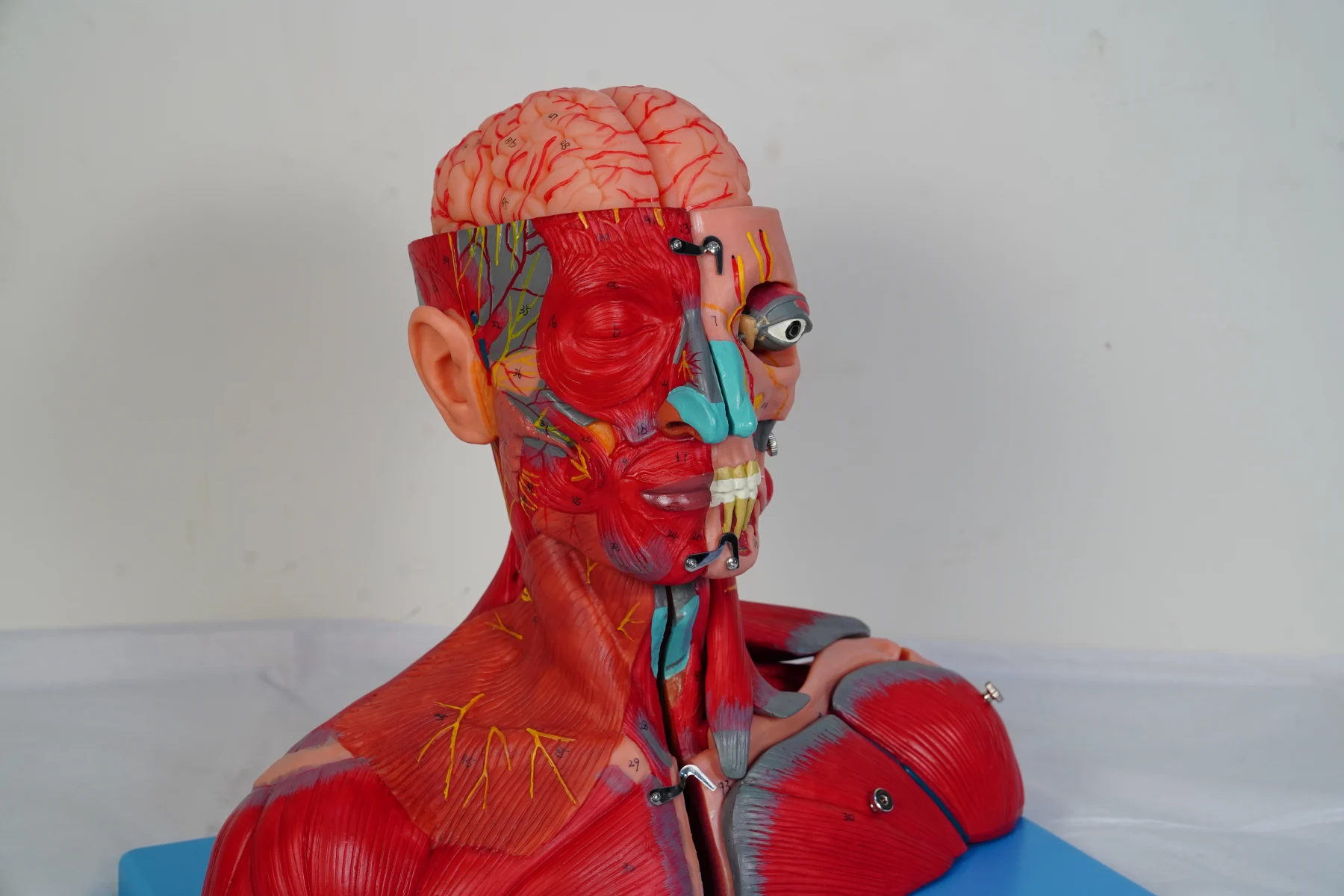 Head and Neck With Vessels Nerves and Brain thumbnail 5