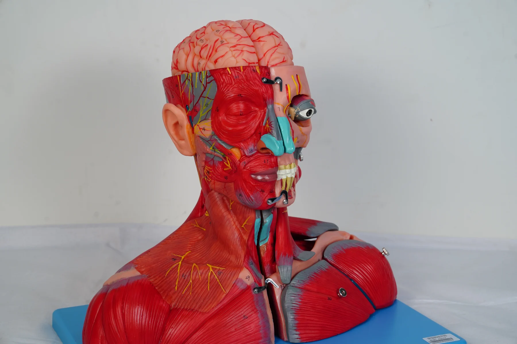 Head and Neck With Vessels Nerves and Brain thumbnail 6