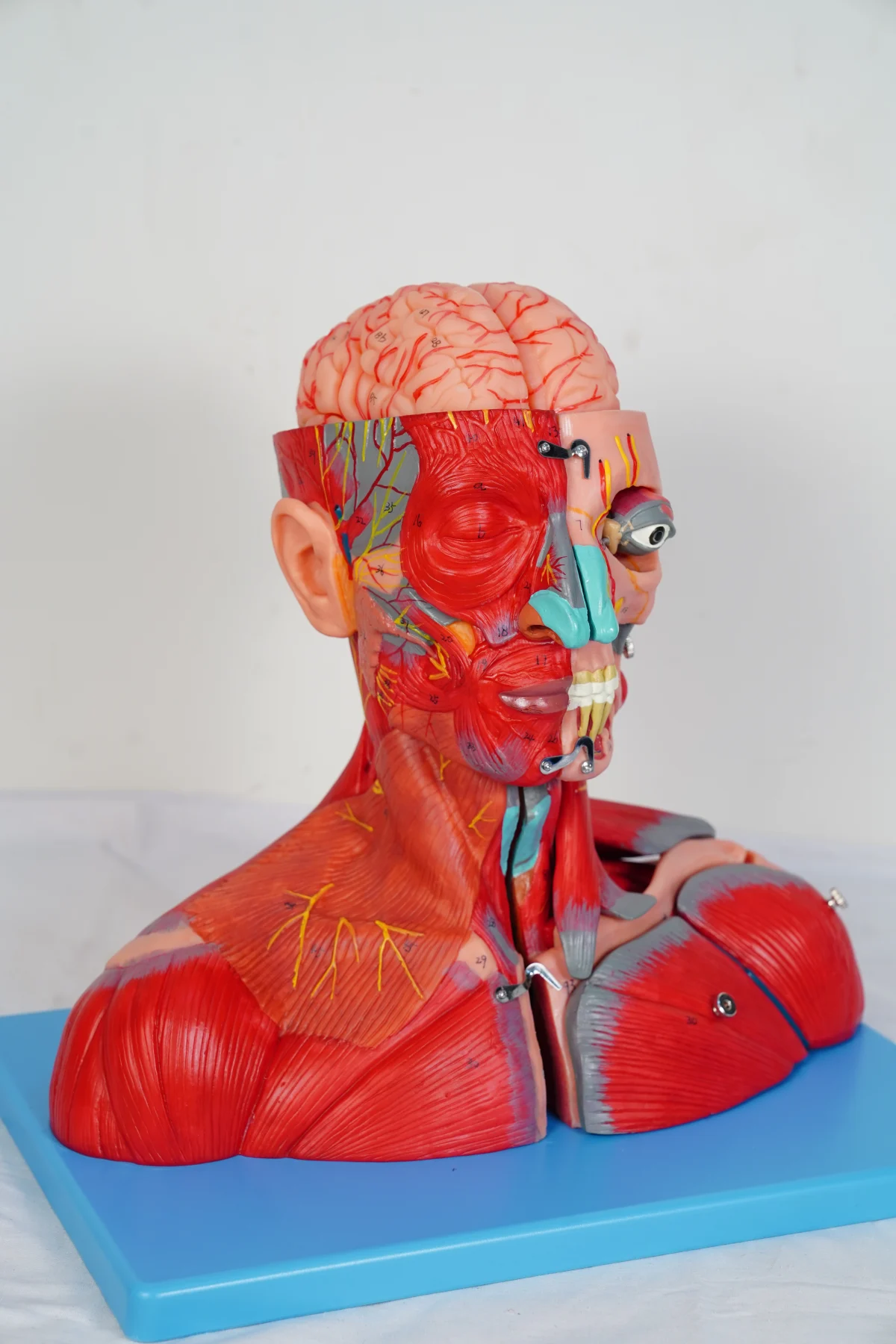 Head and Neck With Vessels Nerves and Brain thumbnail 7