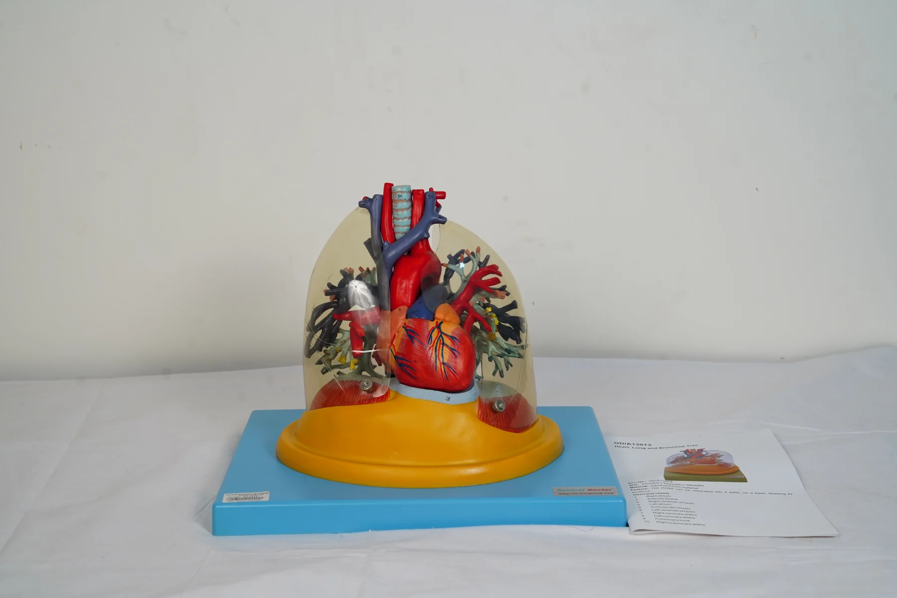 Heart Lung and Bronchial Tree thumbnail 2