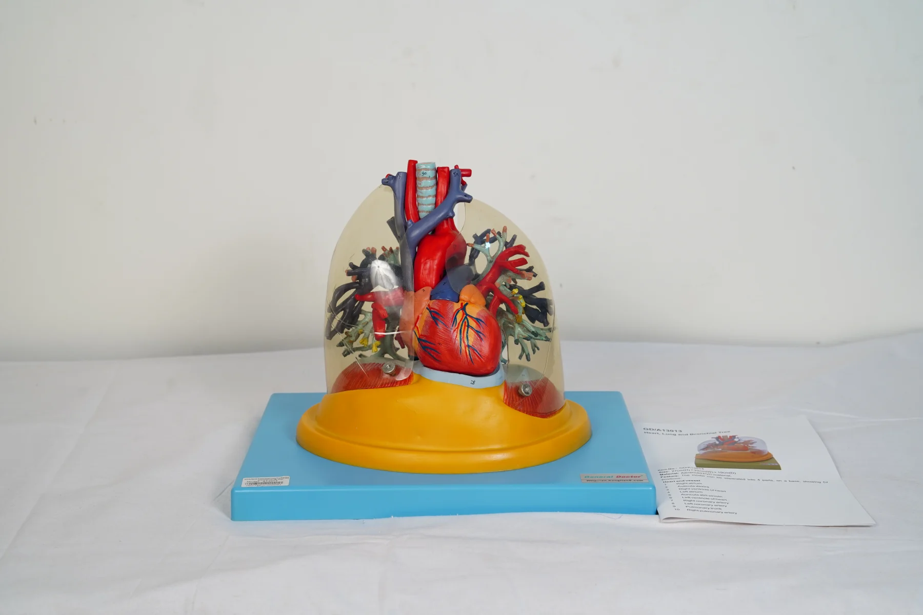 Heart Lung and Bronchial Tree