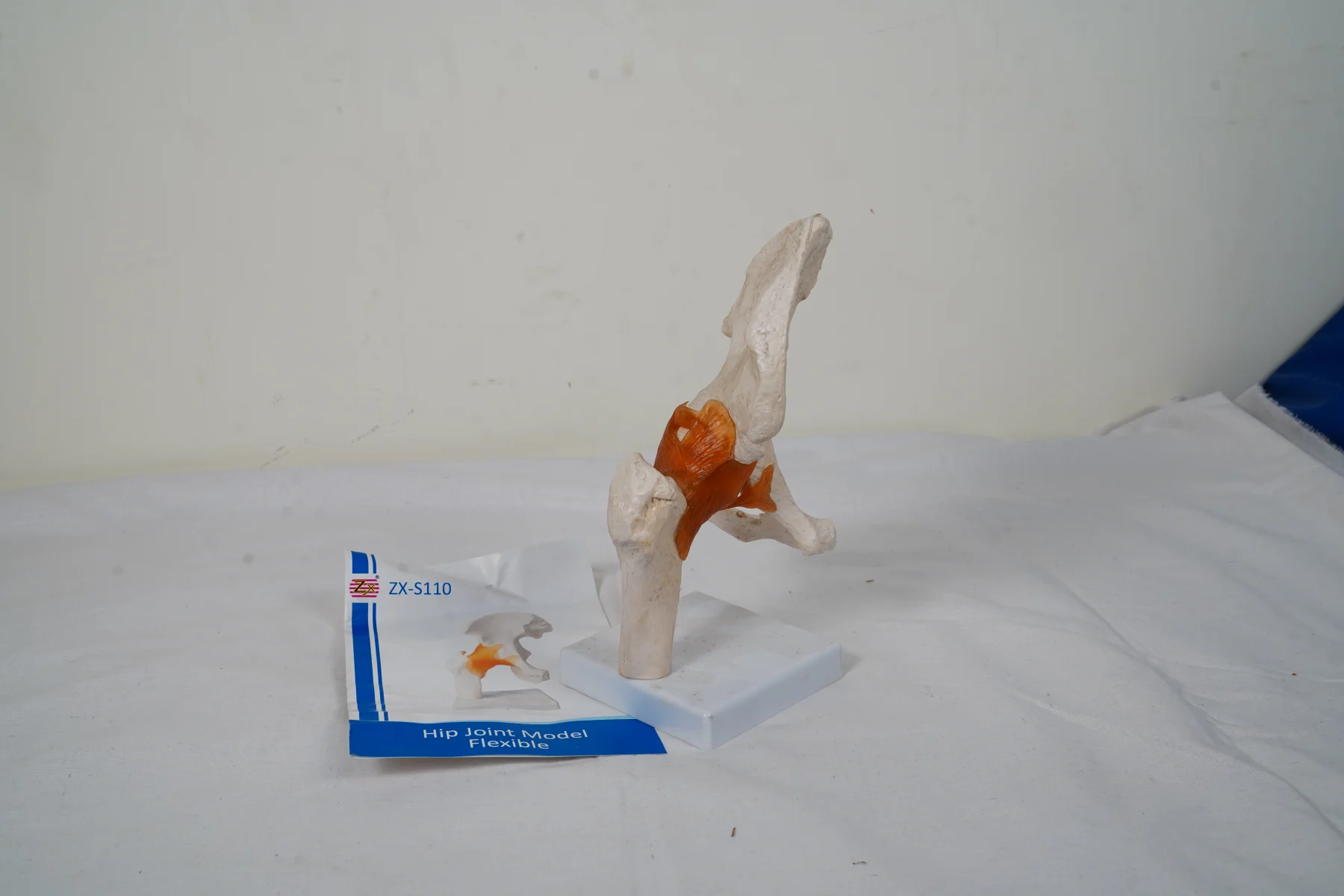 Hip Joint Model Flexible thumbnail 9