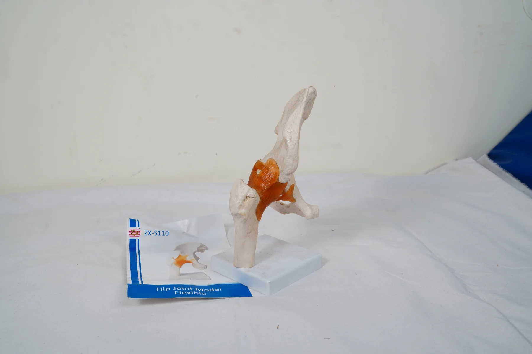 Hip Joint Model Flexible