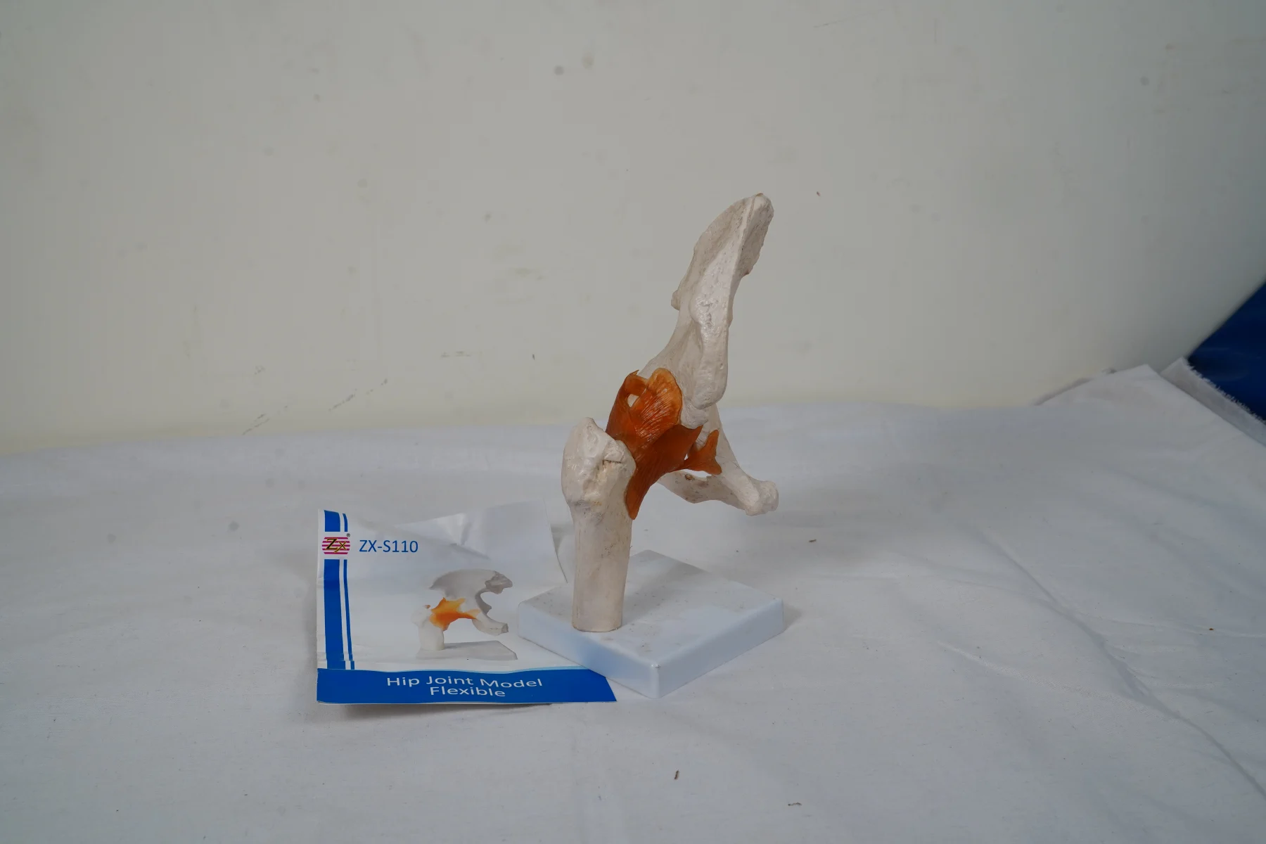 Hip Joint Model Flexible thumbnail 2