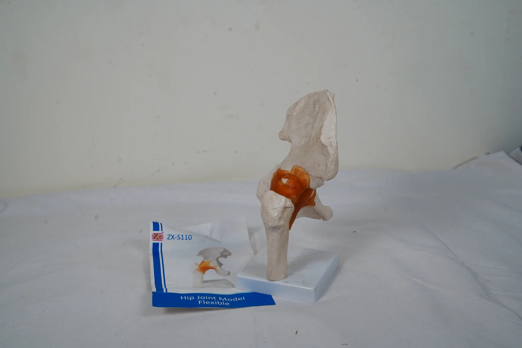 Hip Joint Model Flexible thumbnail 3