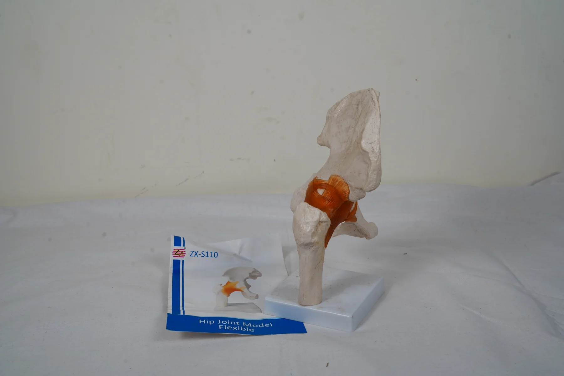 Hip Joint Model Flexible thumbnail 4