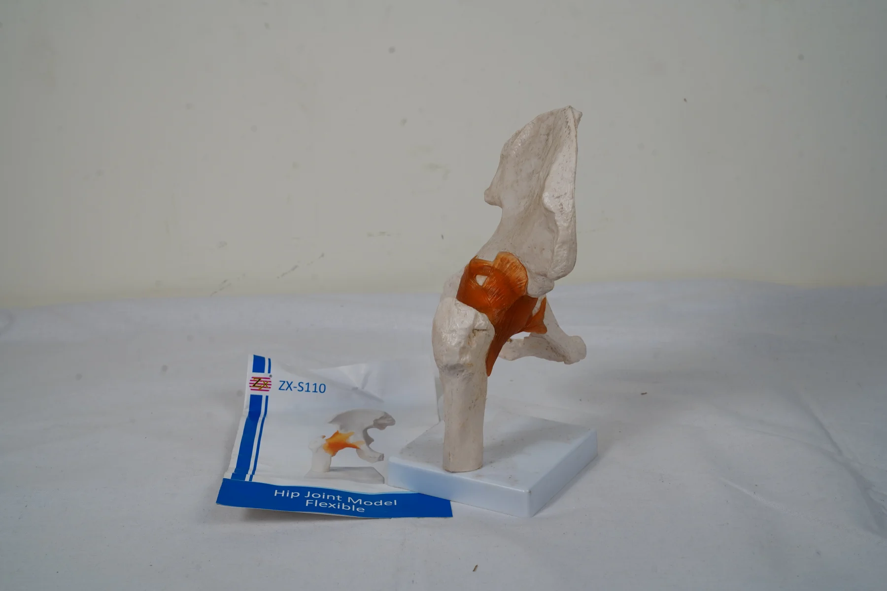 Hip Joint Model Flexible thumbnail 5