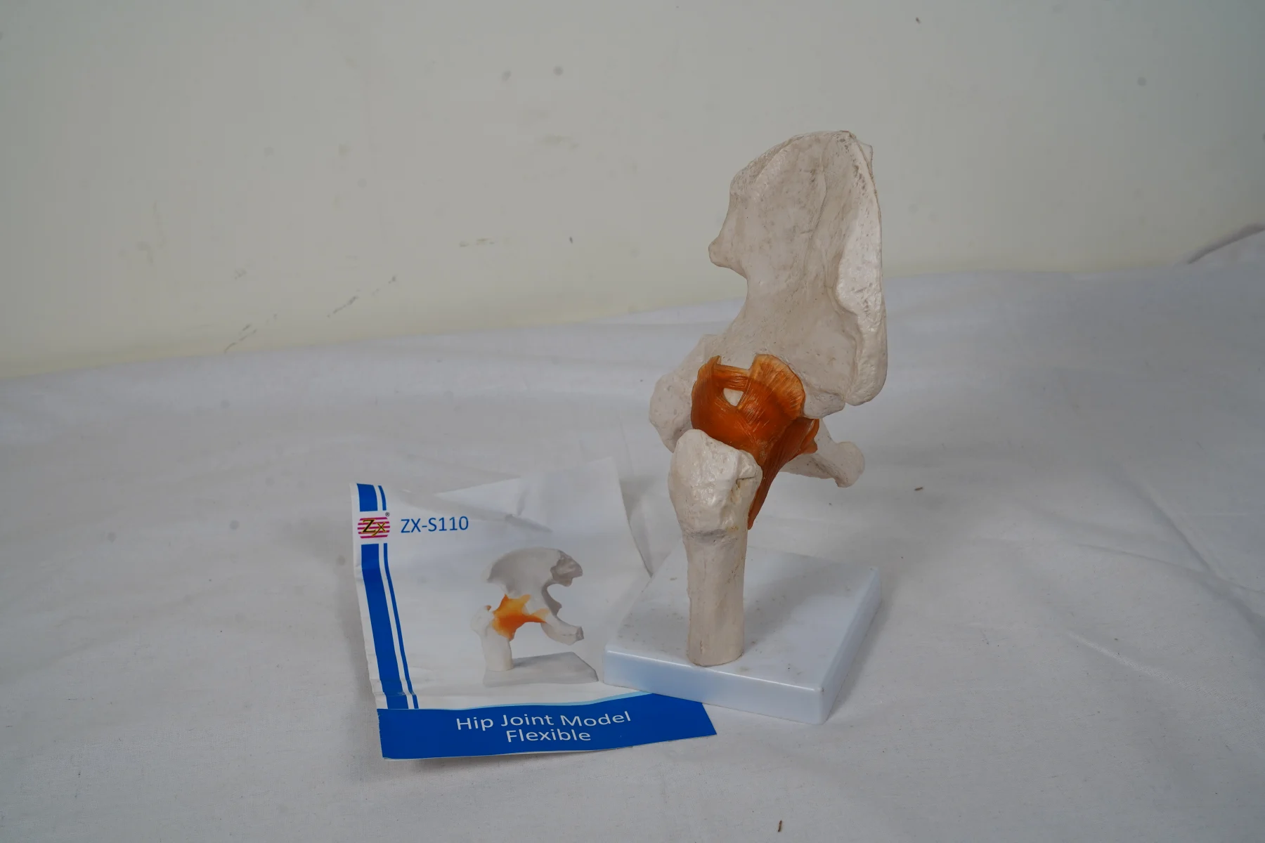 Hip Joint Model Flexible thumbnail 6