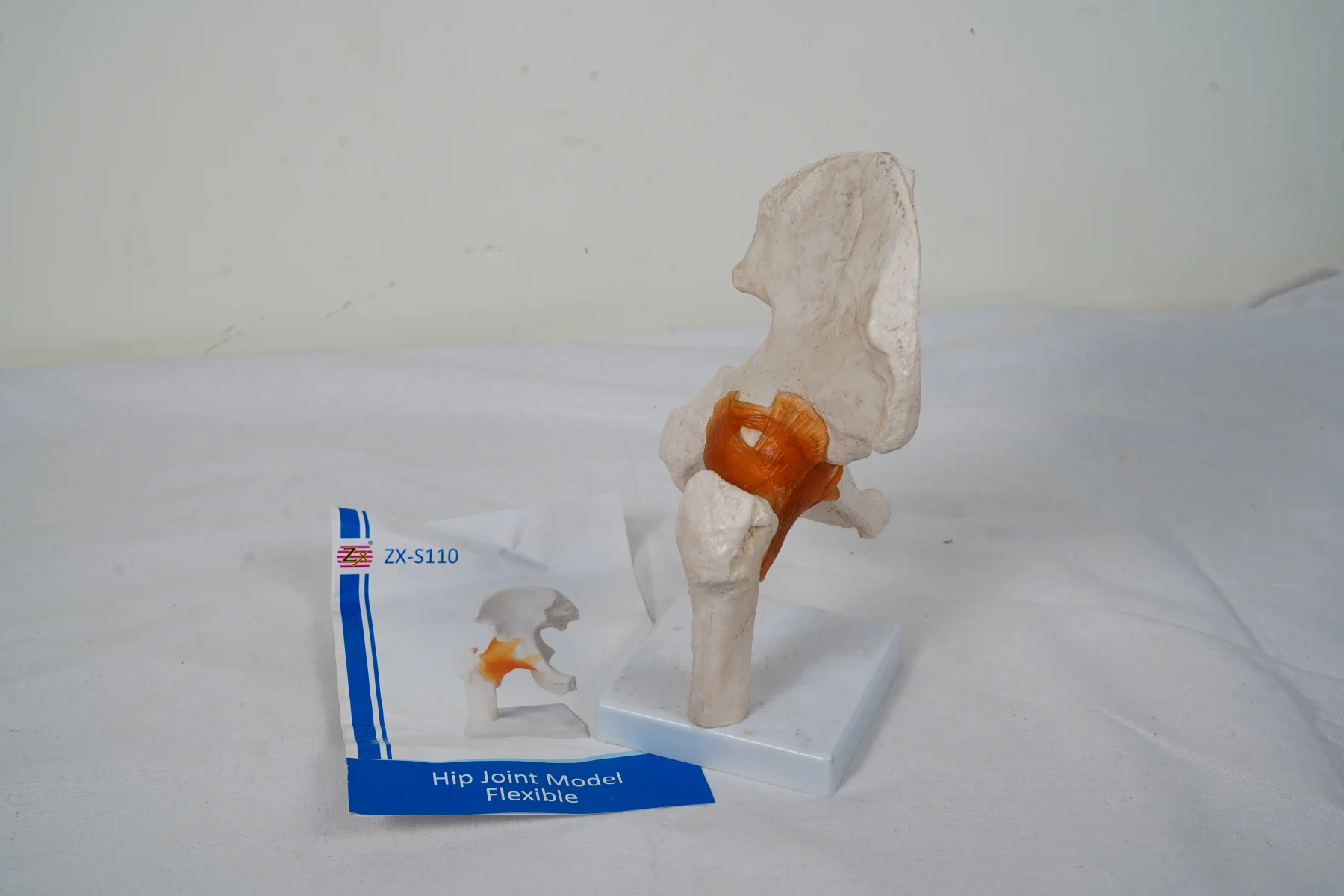 Hip Joint Model Flexible thumbnail 7
