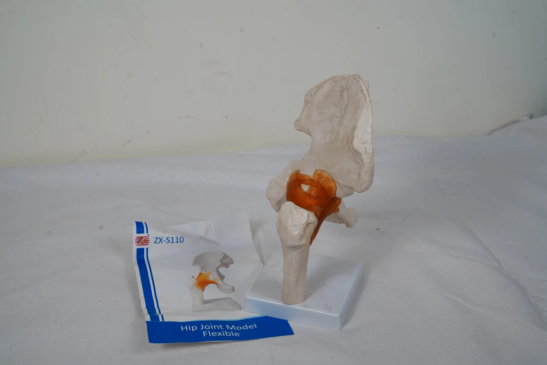 Hip Joint Model Flexible thumbnail 8