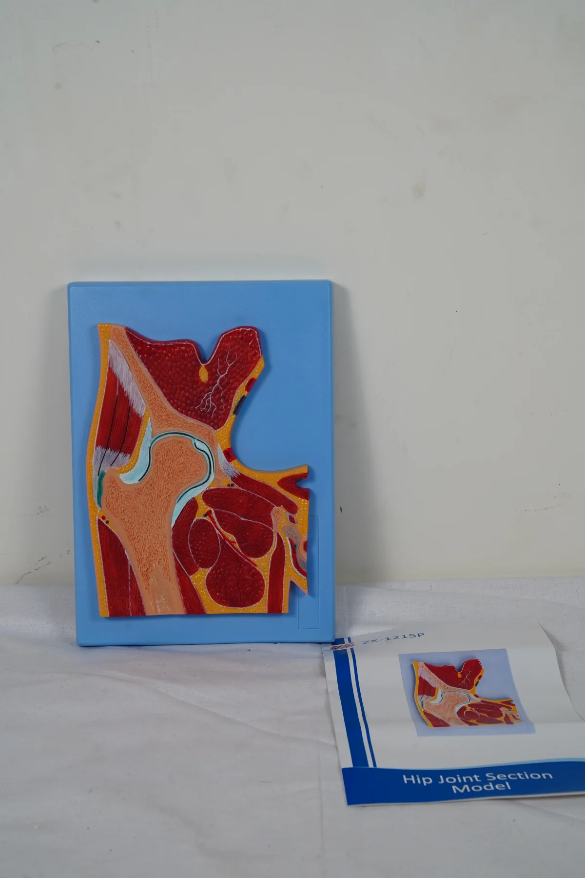 Hip Joint Section Model thumbnail 3