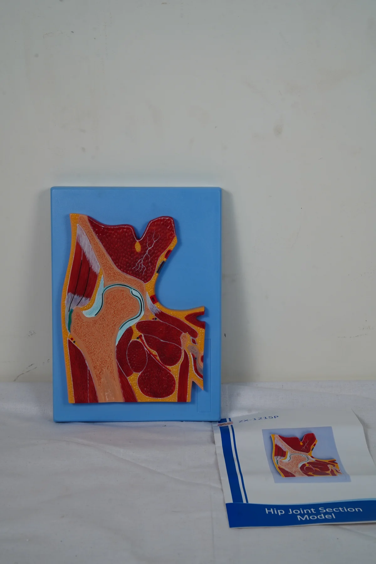 Hip Joint Section Model