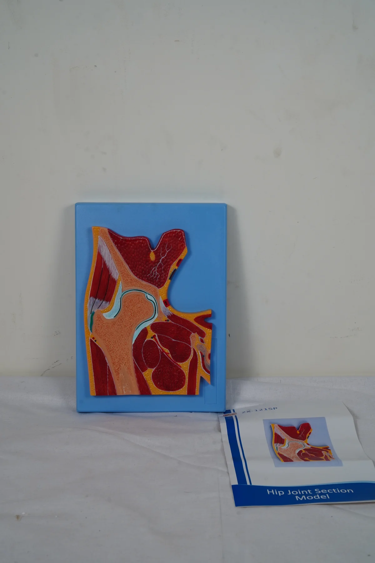 Hip Joint Section Model thumbnail 2
