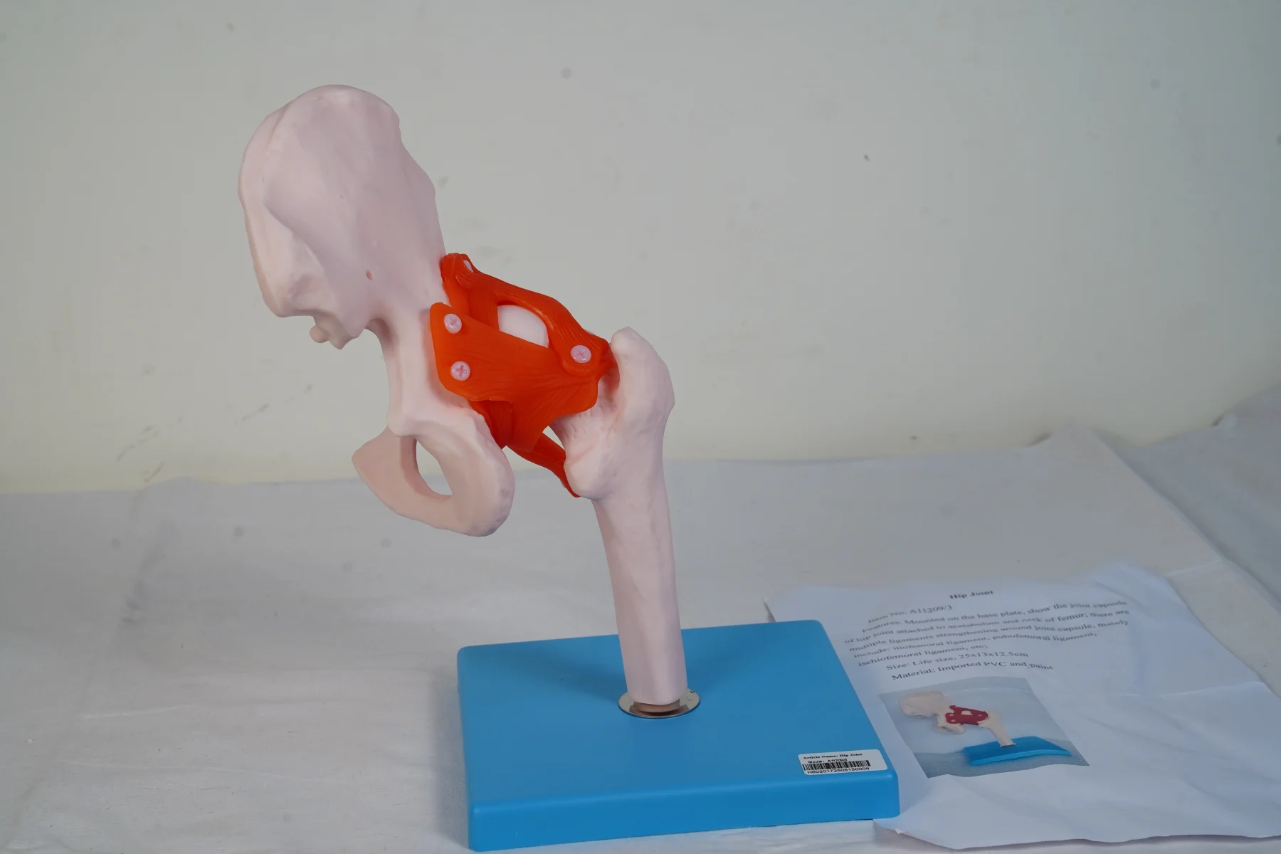 Hip Joint thumbnail 3