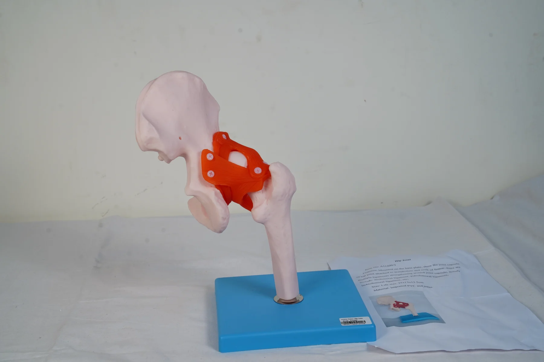 Hip Joint