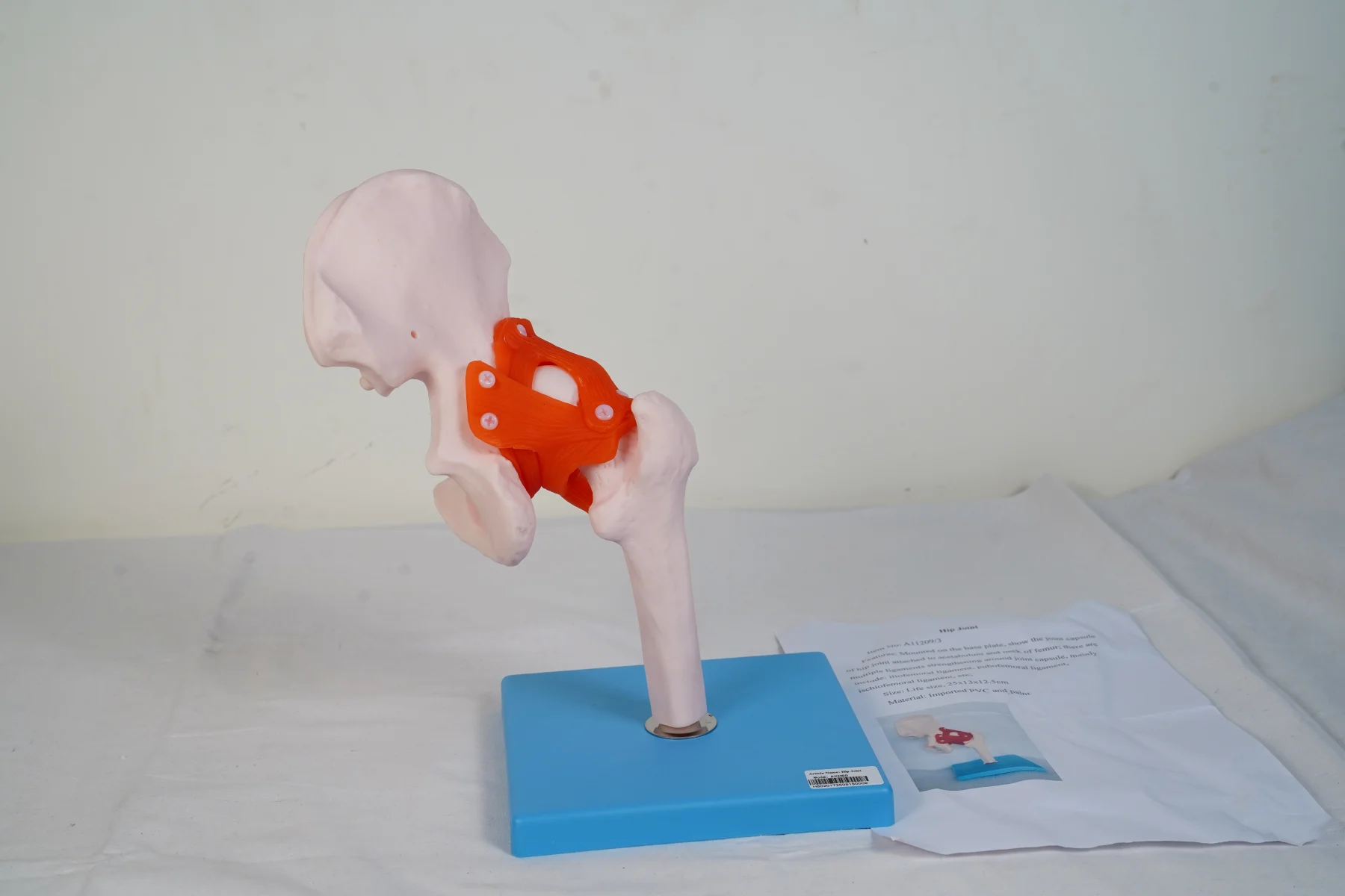 Hip Joint thumbnail 2