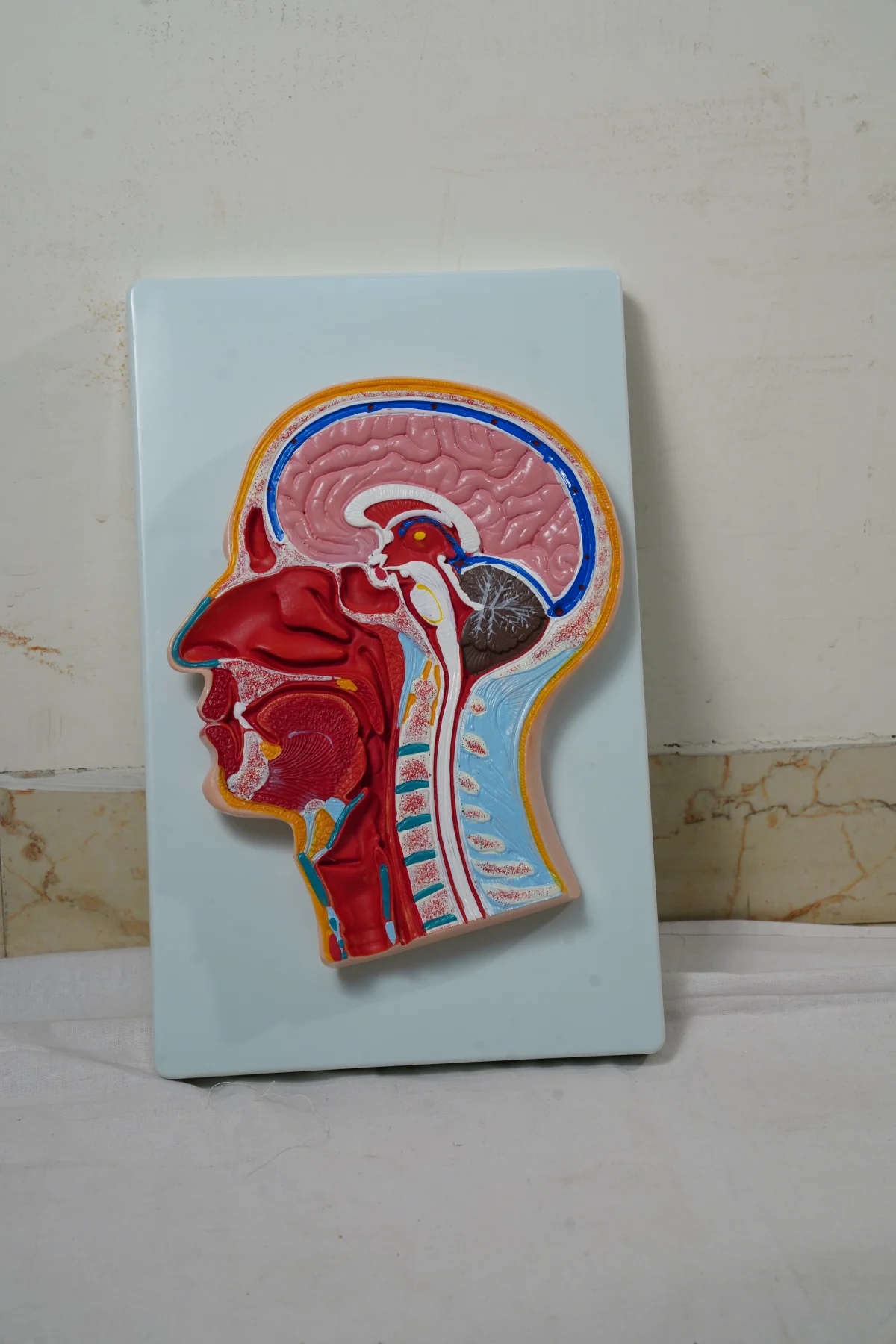 Human Head Model Sagittal Section thumbnail 2