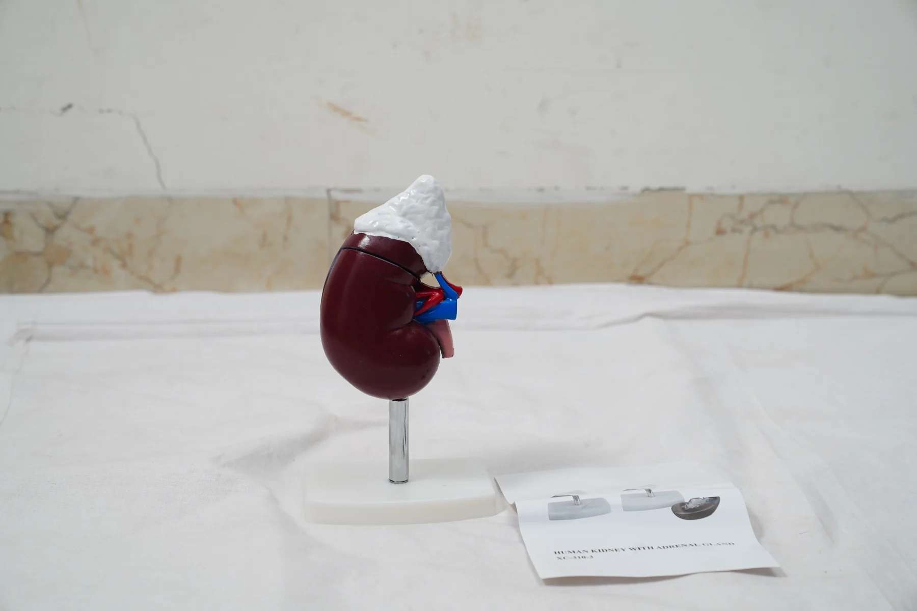 Human Kidney With Adrenal Gland thumbnail 3