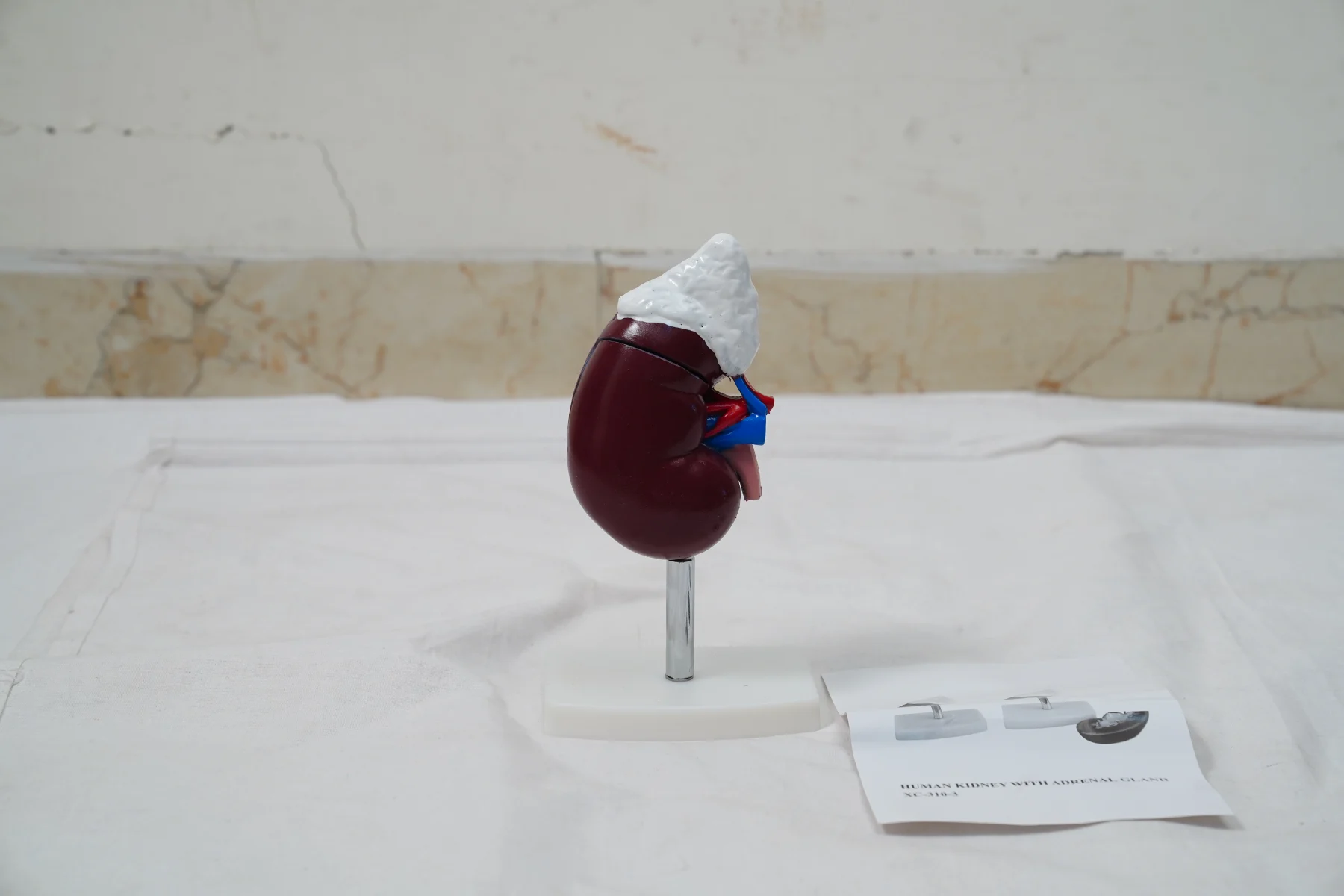 Human Kidney With Adrenal Gland thumbnail 4